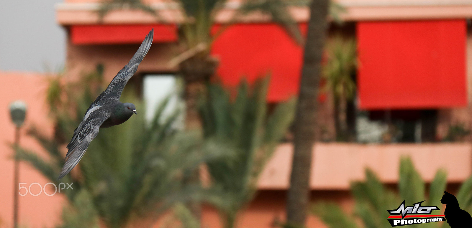 Canon EOS 760D (EOS Rebel T6s / EOS 8000D) sample photo. Pigeon voyageur photography