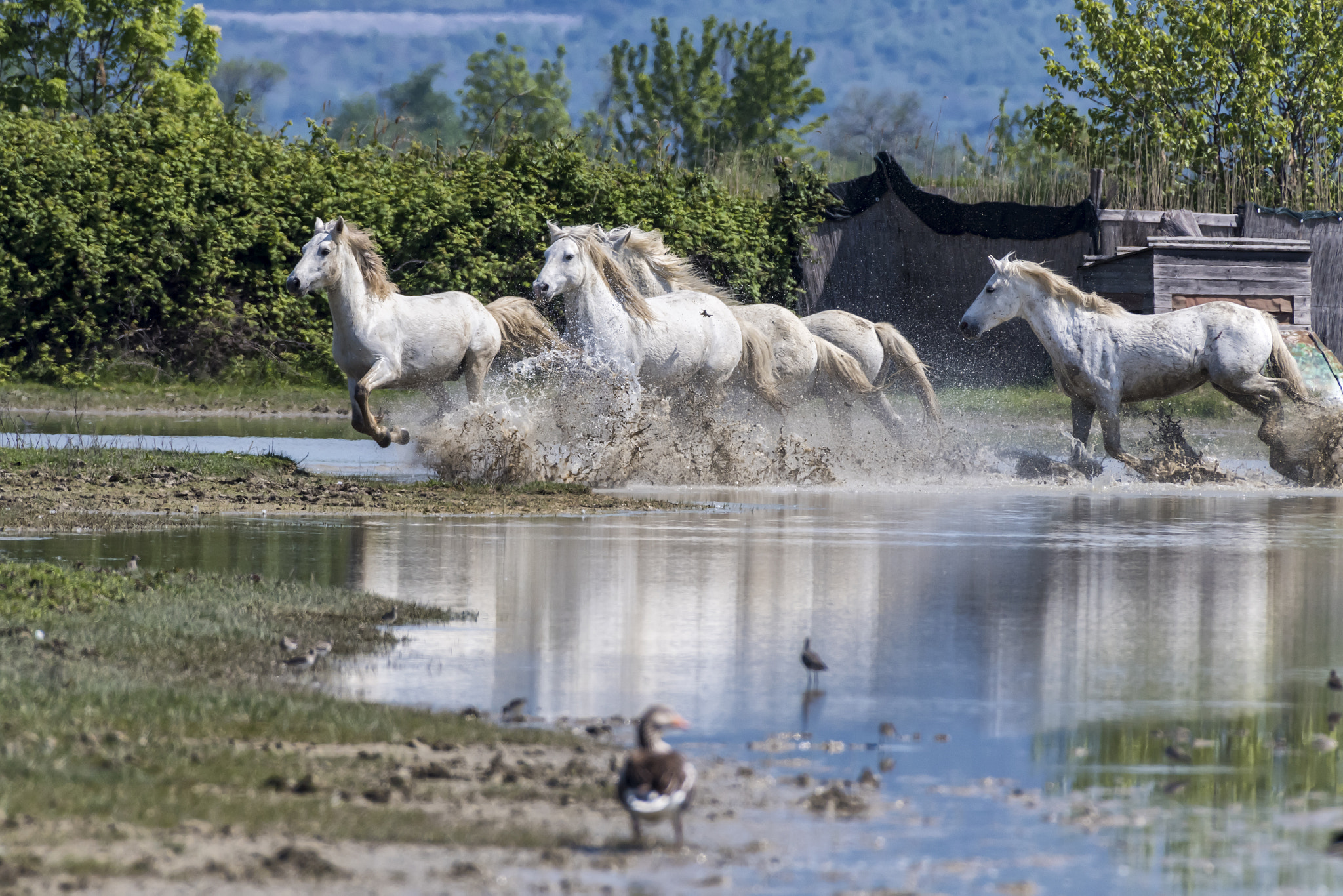 Nikon AF-S Nikkor 200-500mm F5.6E ED VR sample photo. The wild herd... photography