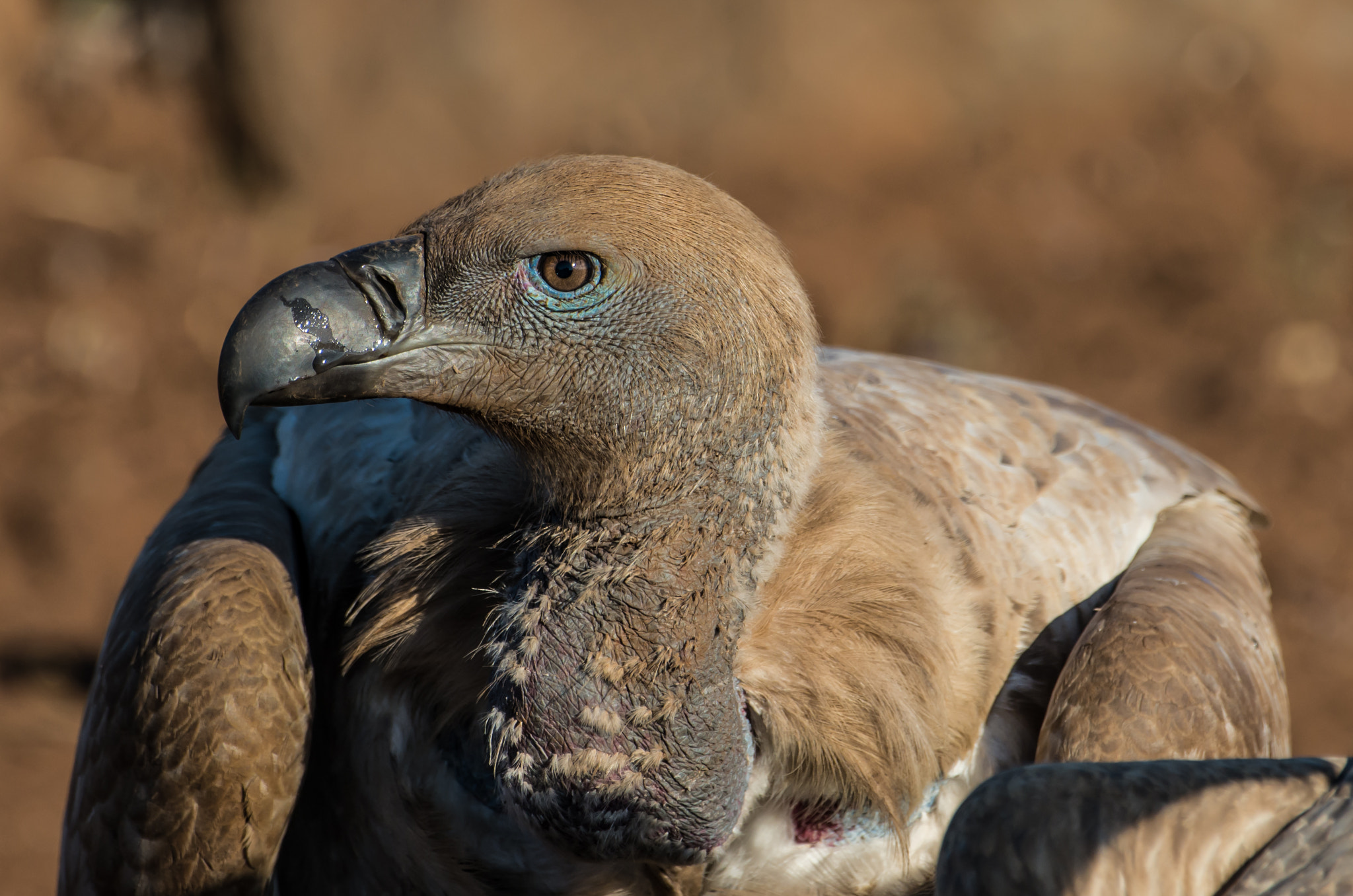 Pentax K-5 II sample photo. Vulture portrait photography