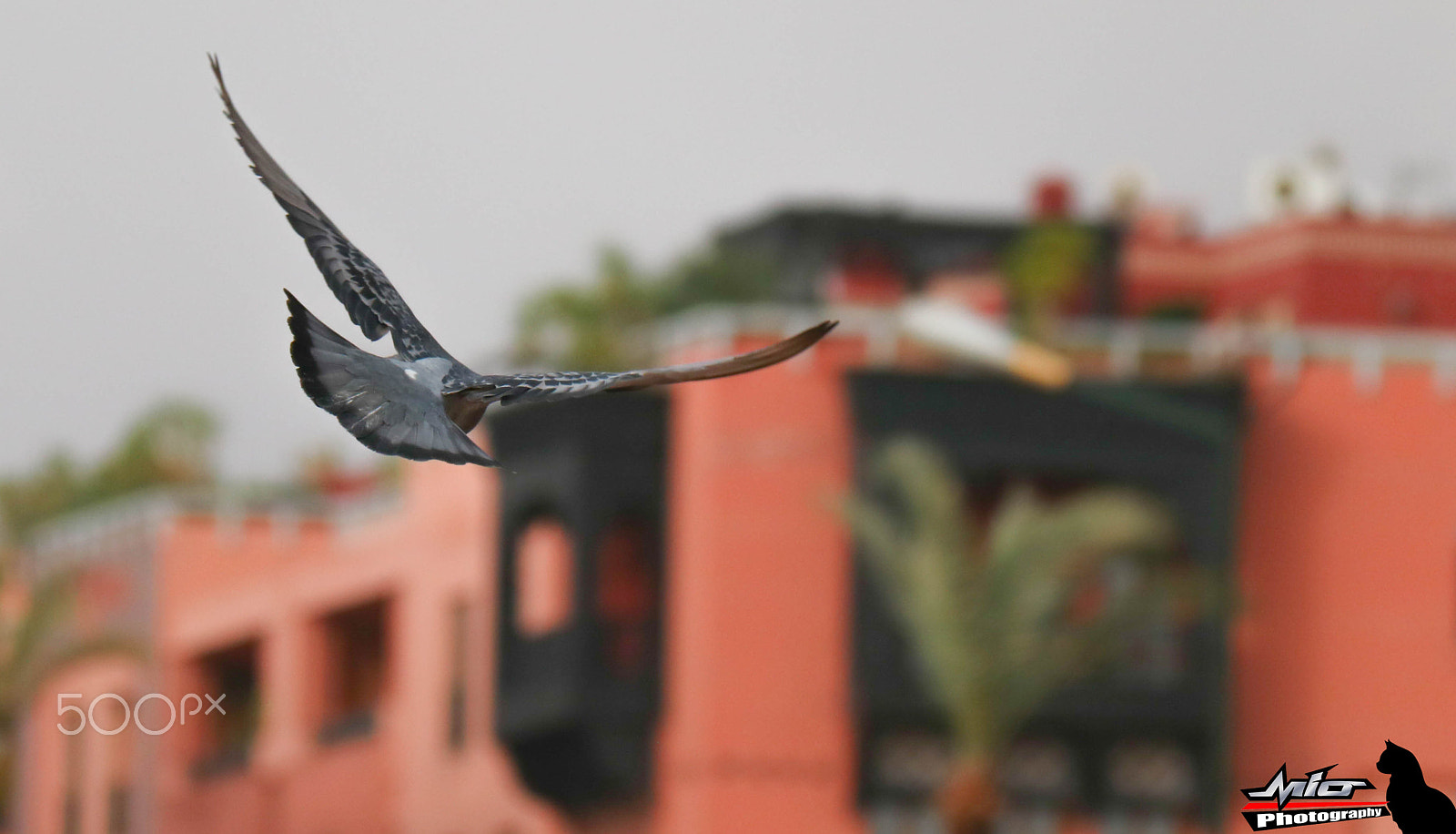 Canon EOS 760D (EOS Rebel T6s / EOS 8000D) sample photo. Pigeon voyageur photography