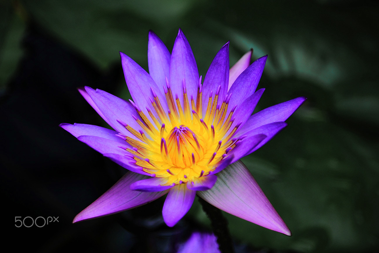 Canon EF-S 55-250mm F4-5.6 IS STM sample photo. Singularity photography