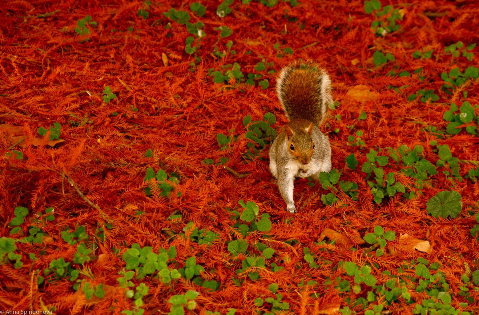 Canon EOS 400D (EOS Digital Rebel XTi / EOS Kiss Digital X) sample photo. Squirrel at st-james's park photography