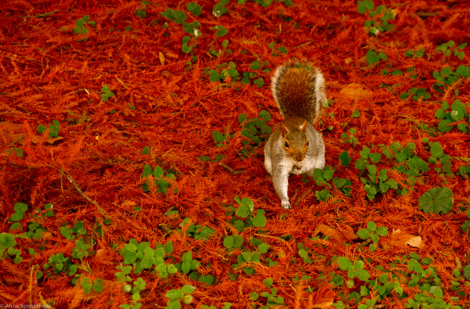Sigma 18-200mm f/3.5-6.3 DC OS sample photo. Squirrel at st-james's park photography