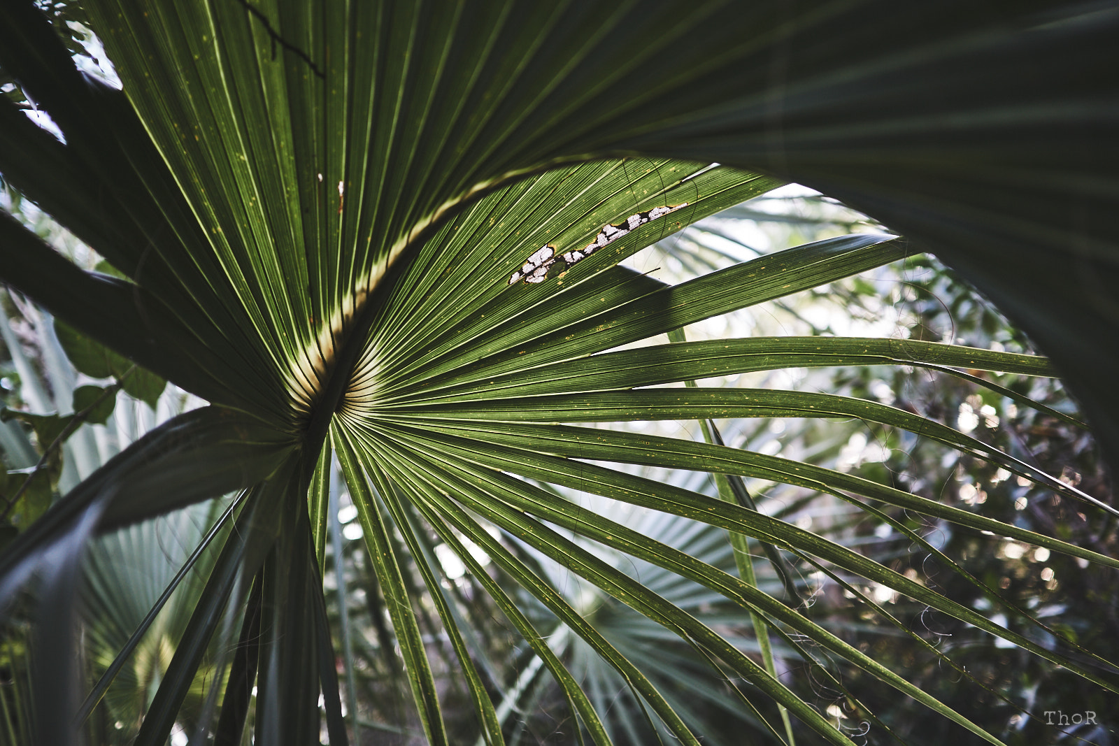 Sony Sonnar T* E 24mm F1.8 ZA sample photo. Fibonacci photography
