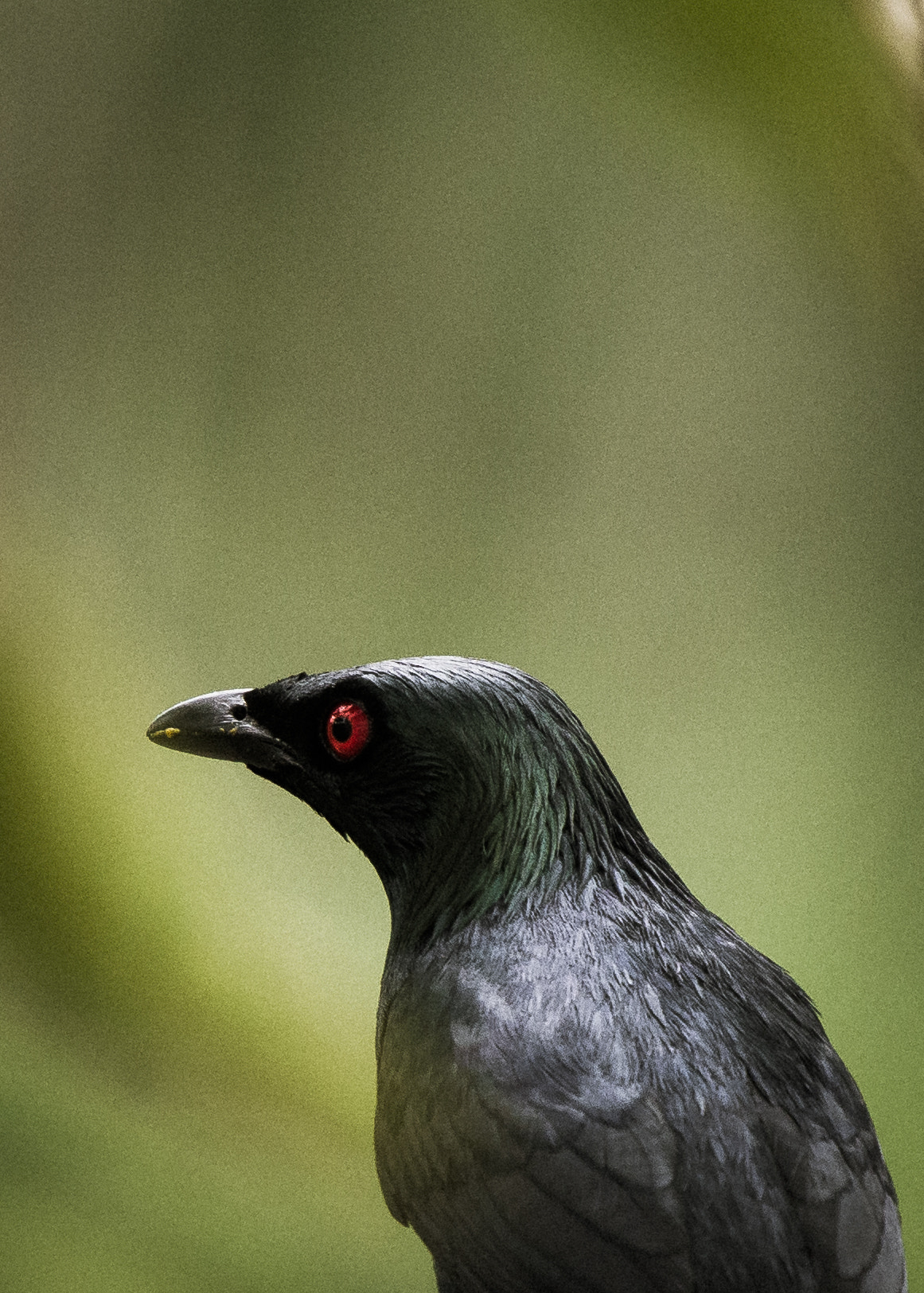 Nikon Nikkor AF-S 300mm F4E PF ED VR sample photo. Blackbird portrait photography