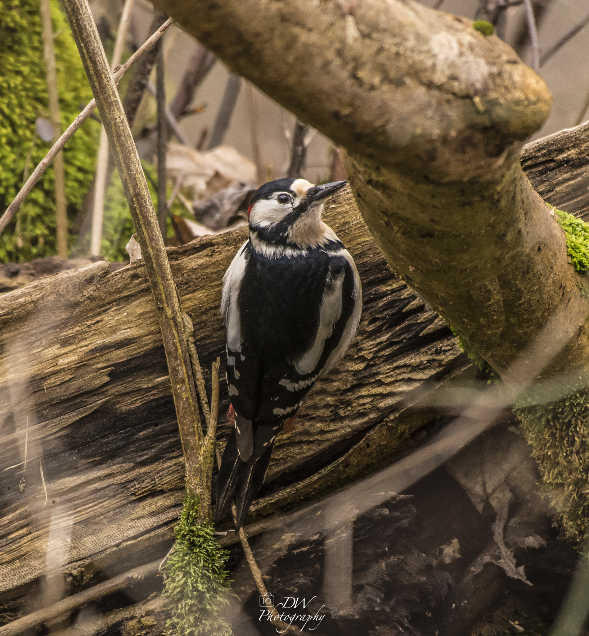 Nikon AF-S Nikkor 200-500mm F5.6E ED VR sample photo. Looking for food photography