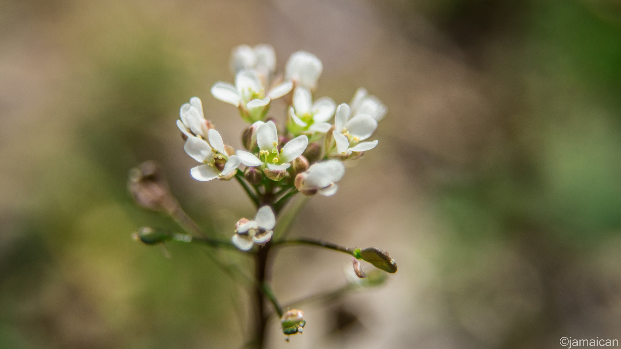 Canon EF 28-105mm f/3.5-4.5 USM sample photo. Img photography