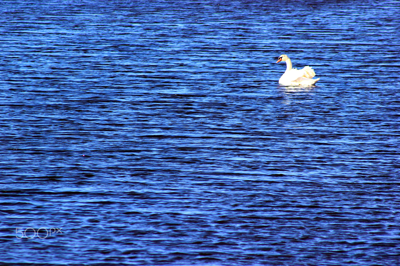 Canon EOS 550D (EOS Rebel T2i / EOS Kiss X4) + EF75-300mm f/4-5.6 sample photo. Swan swimming in blue, salt marsh, keyhaven, sea wall, near lymington, hampshire, united kingdom. photography