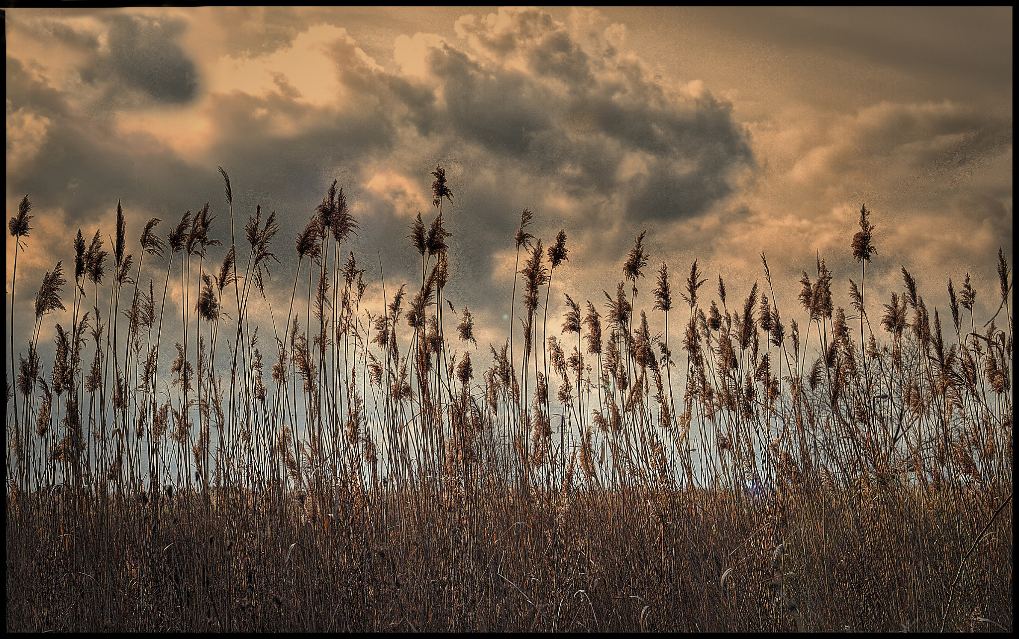 Canon EF 24-105mm F3.5-5.6 IS STM sample photo. Spighe photography