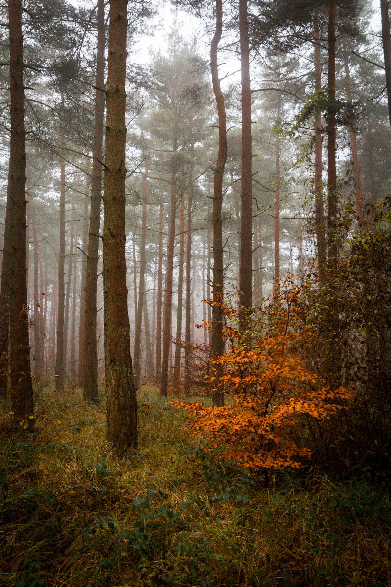 Canon EOS 70D + Sigma 24-70mm F2.8 EX DG Macro sample photo. Misty wood photography