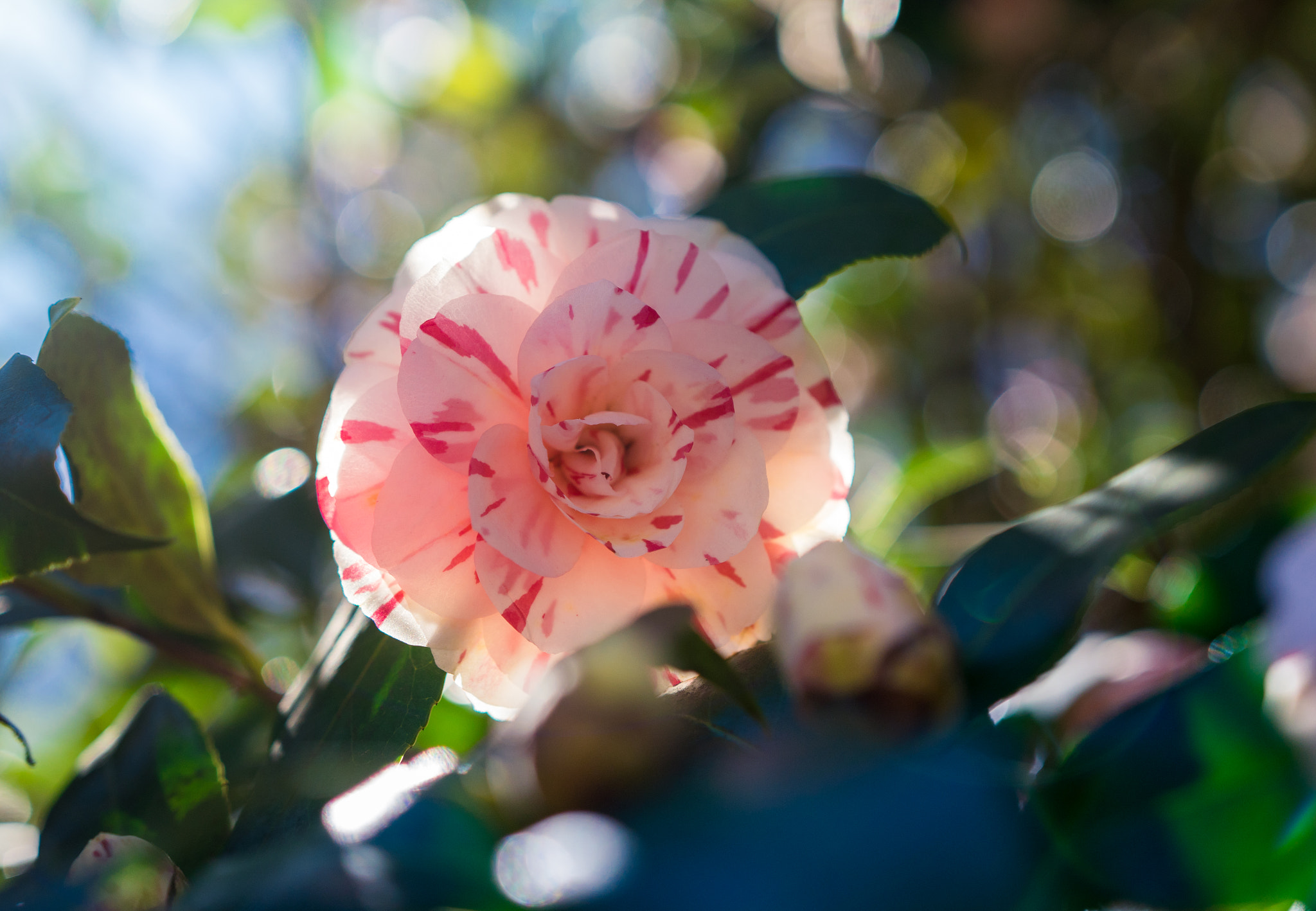 Sony a6300 + 18-35mm F1.8 DC HSM | Art 013 sample photo. Sunlit photography