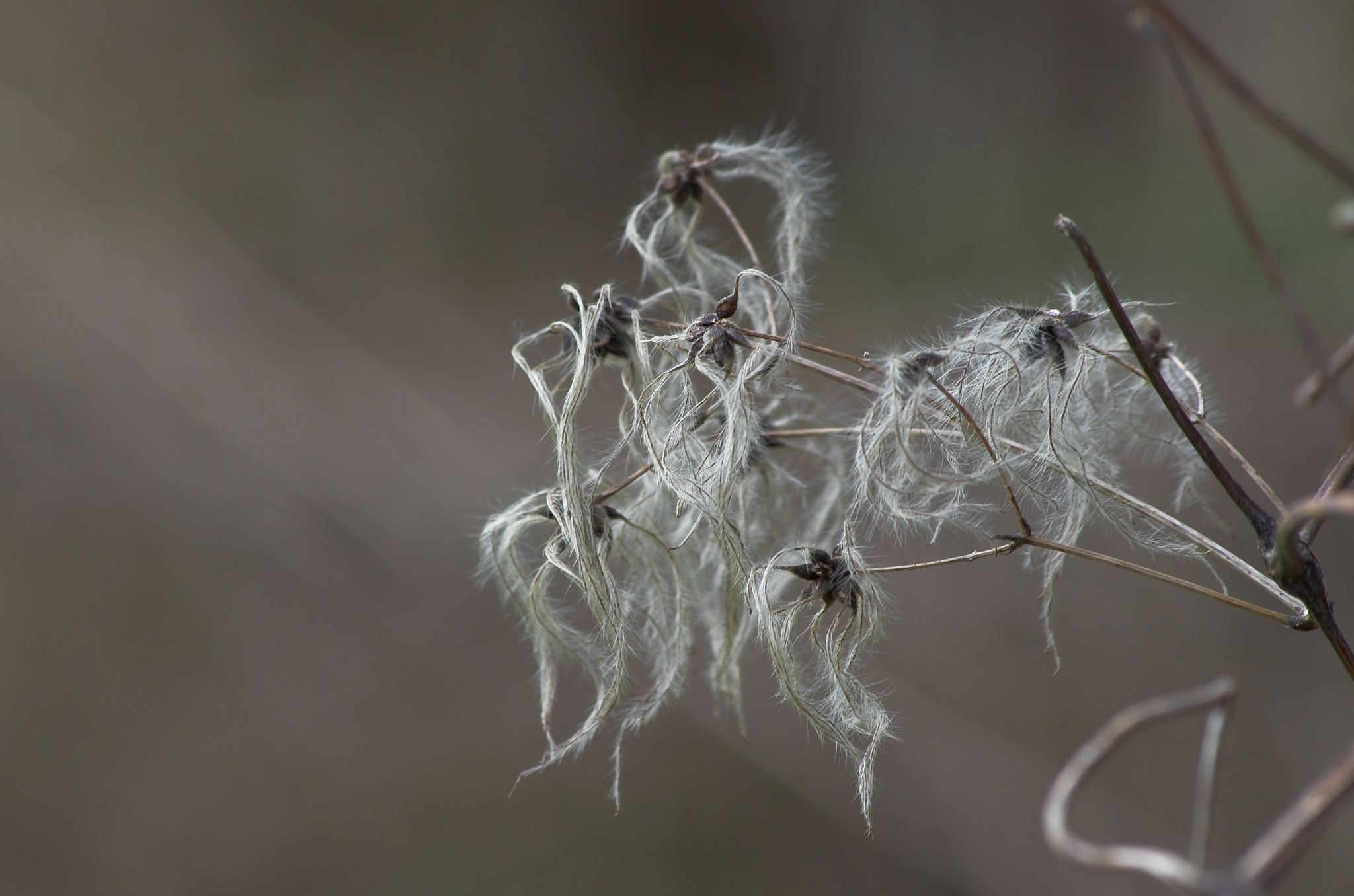 HD Pentax DA 55-300mm F4.0-5.8 ED WR sample photo. Clématite des haies photography