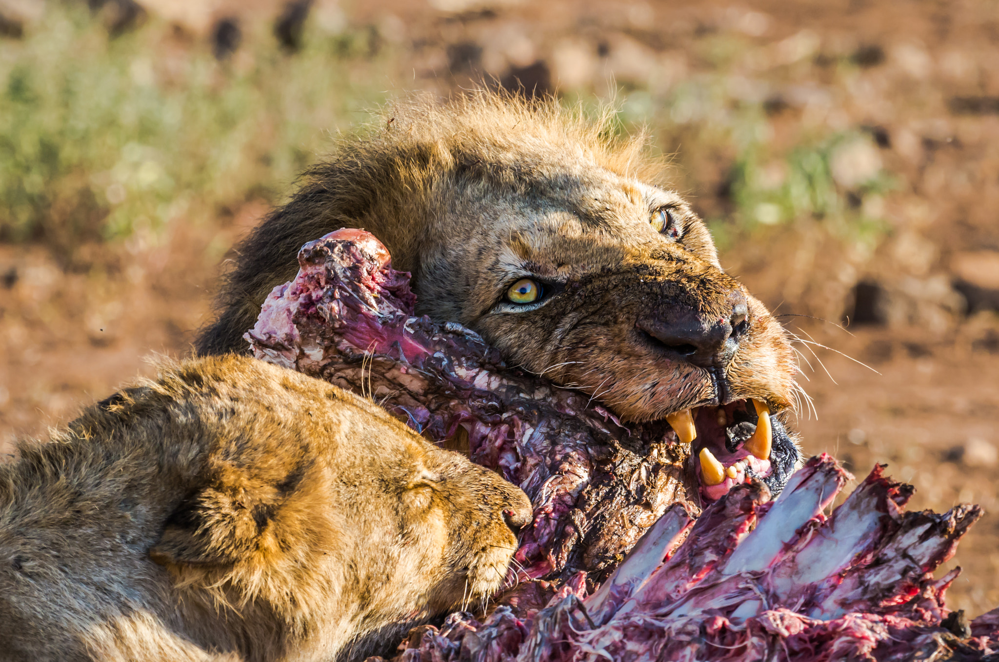 Pentax K-5 II + Pentax D FA 150-450mm F4.5-5.6 ED DC AW sample photo. Lions feeding on buffalo carcass photography