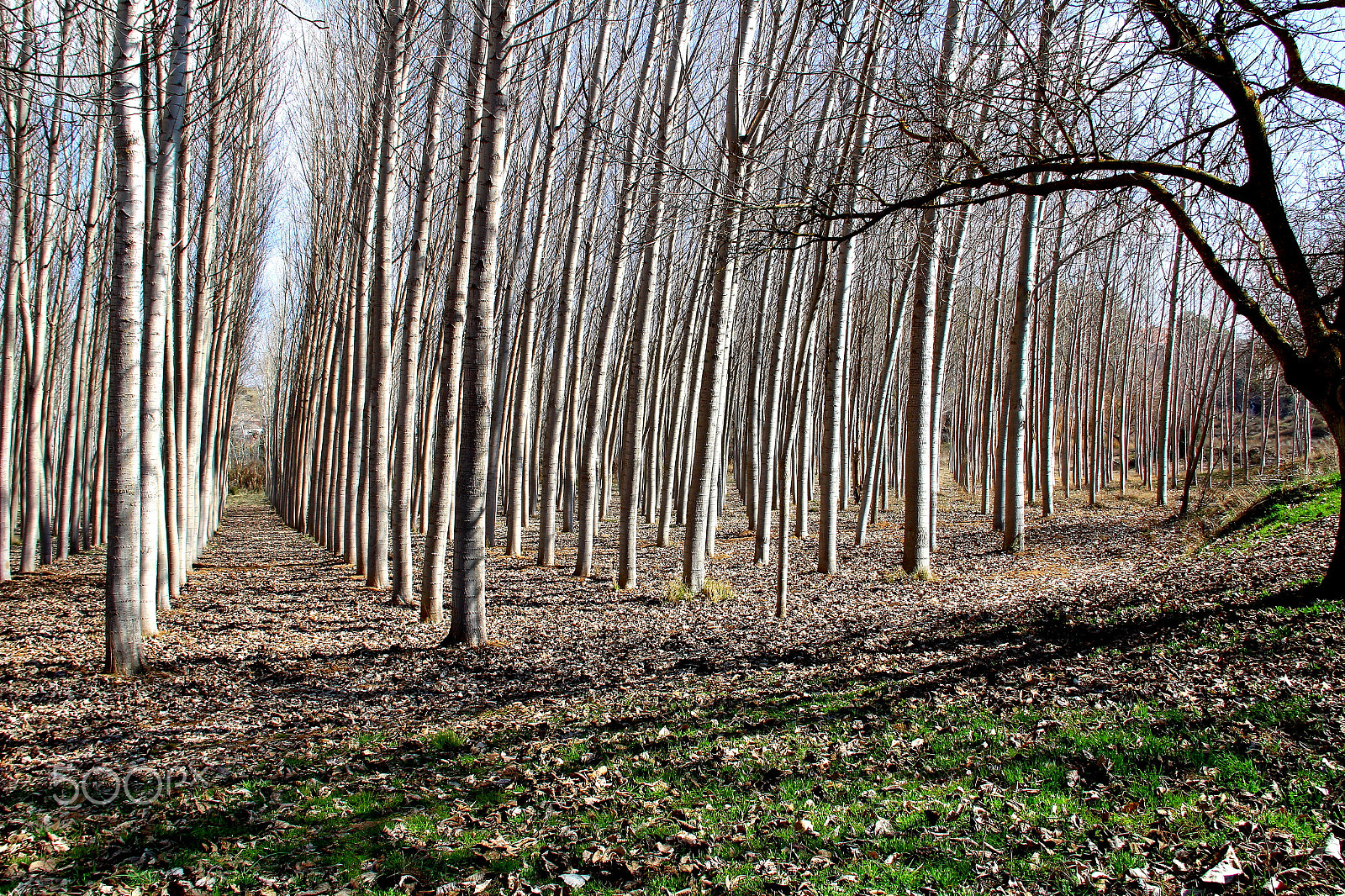 Canon EF-S 18-135mm F3.5-5.6 IS sample photo. Forest photography