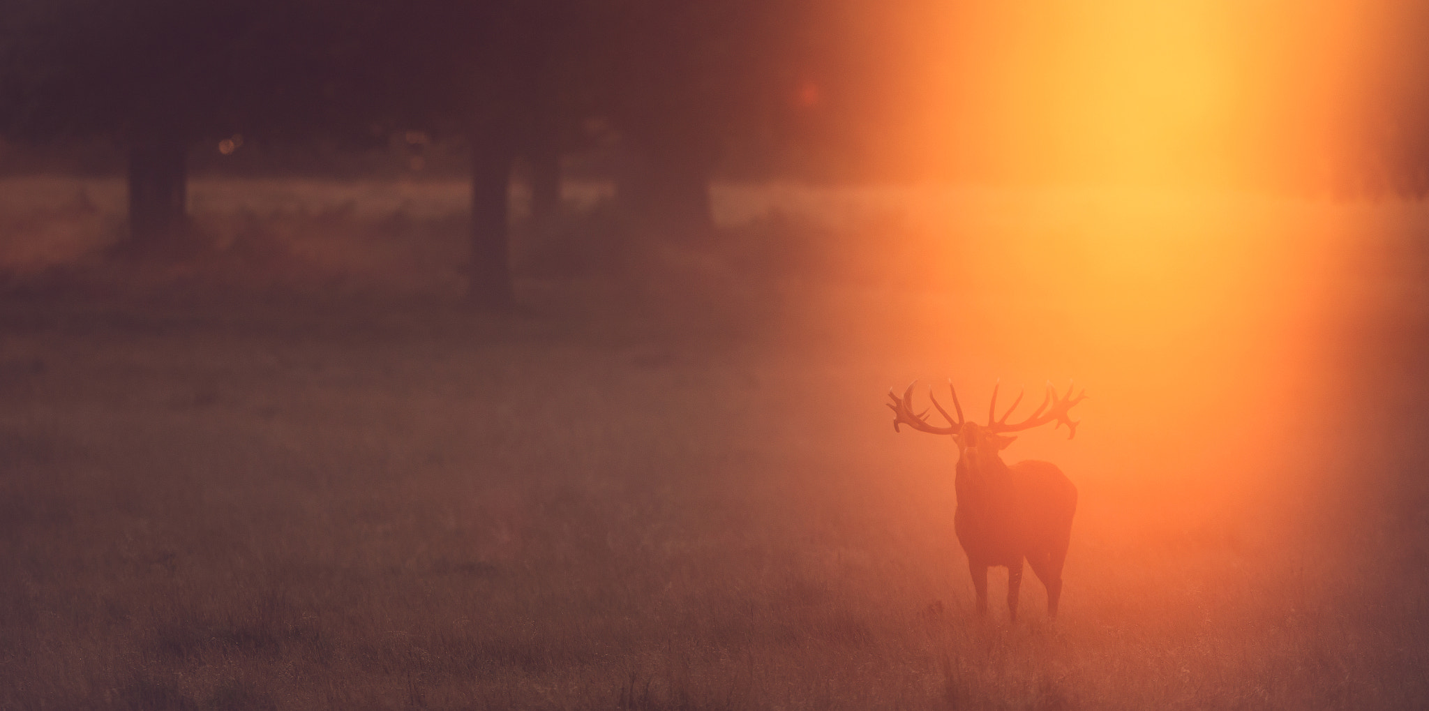 Canon EF 300mm F2.8L IS USM sample photo. Flare photography