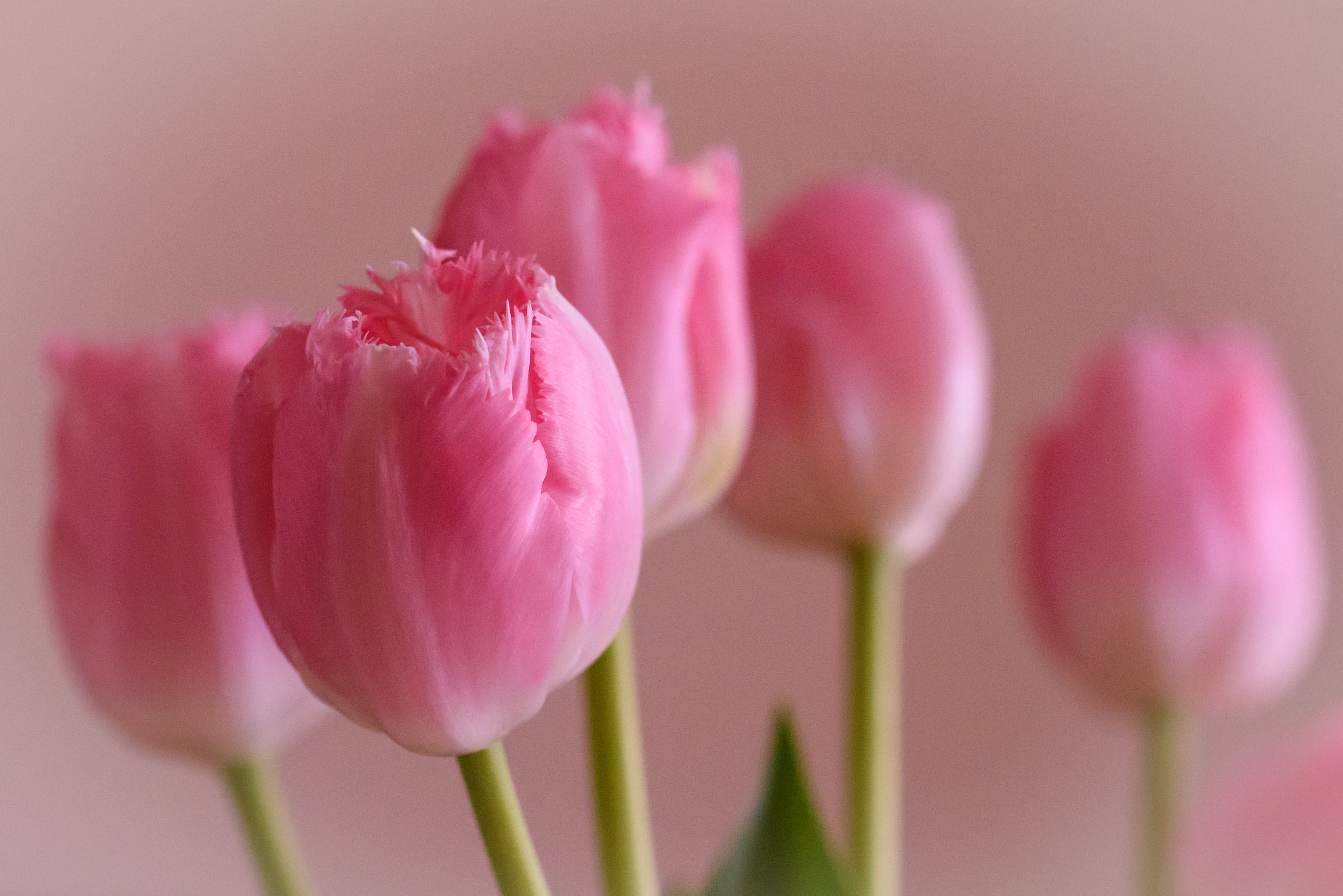 Nikon D7200 sample photo. Tulips photography