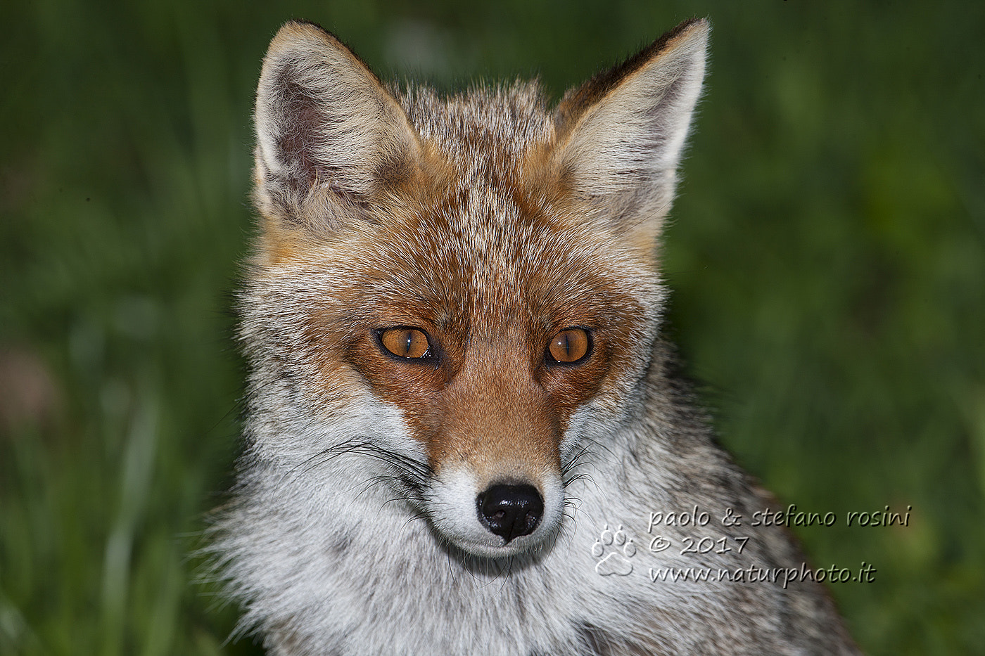 Canon EF 100-400mm F4.5-5.6L IS USM sample photo. Volpe - fox - zorro  ( vulpes vulpes ). photography