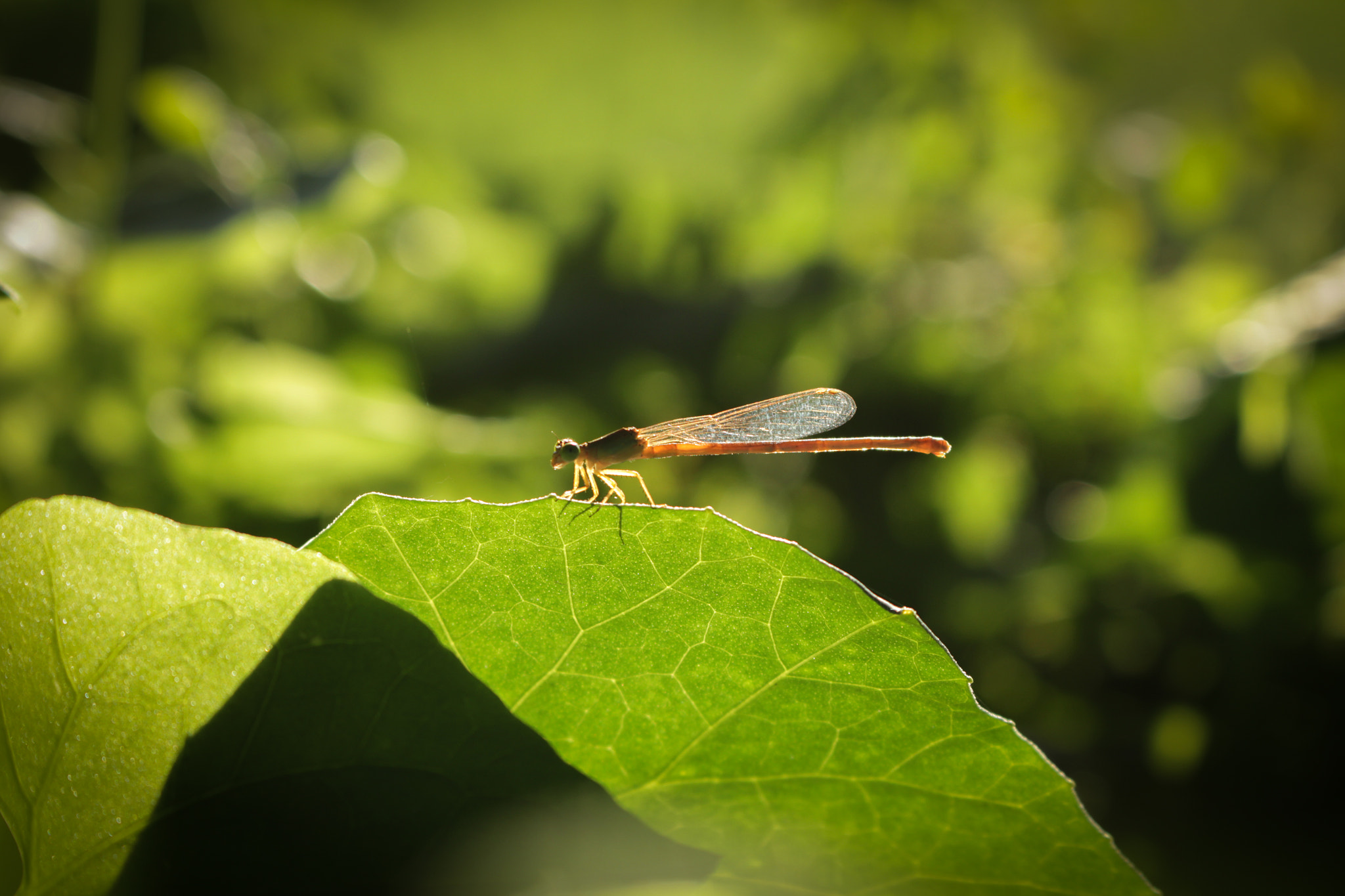 Canon EOS 700D (EOS Rebel T5i / EOS Kiss X7i) sample photo. Hooper photography