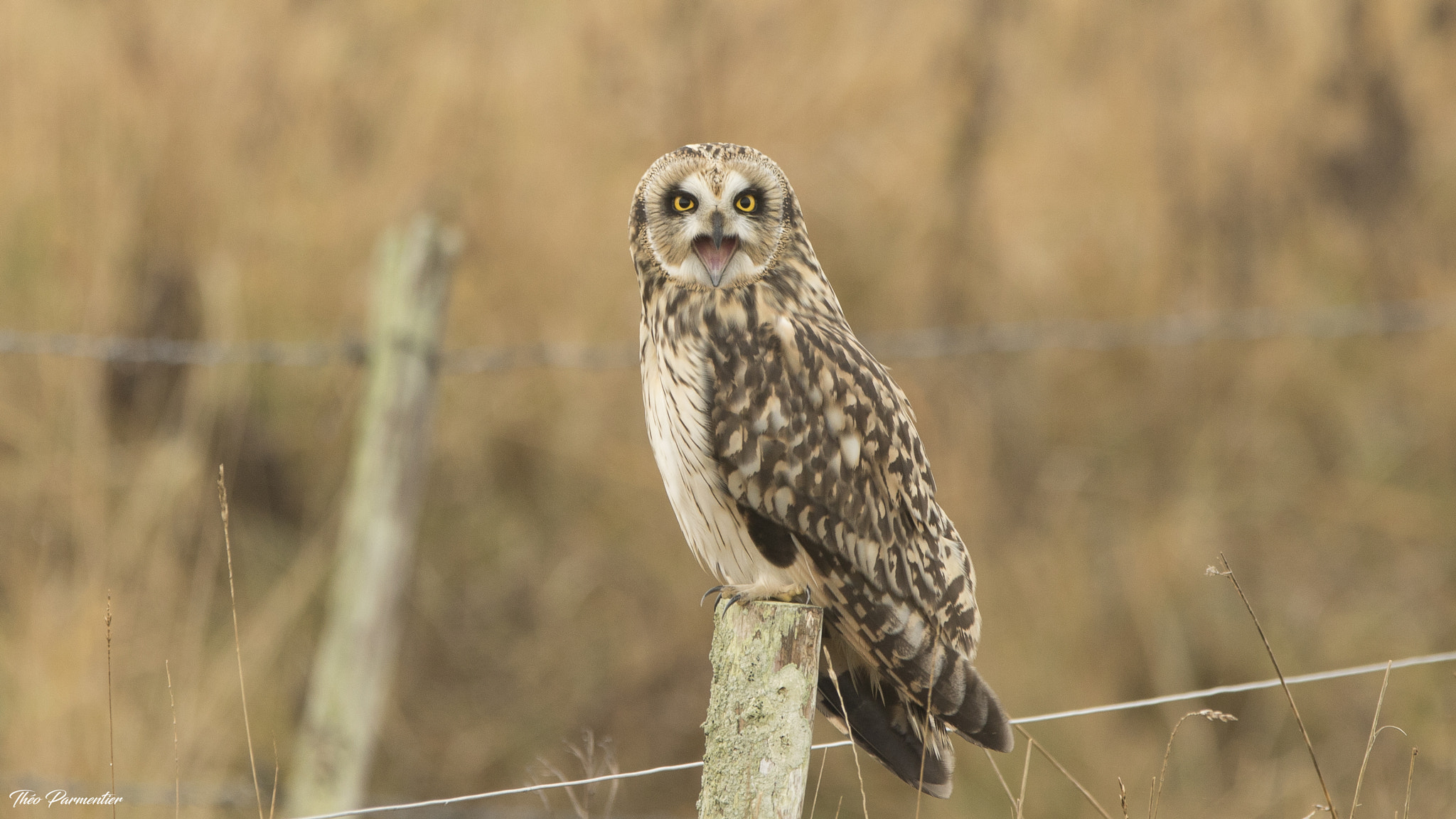 Canon EF 300mm F2.8L IS USM sample photo. Hibou des marais photography