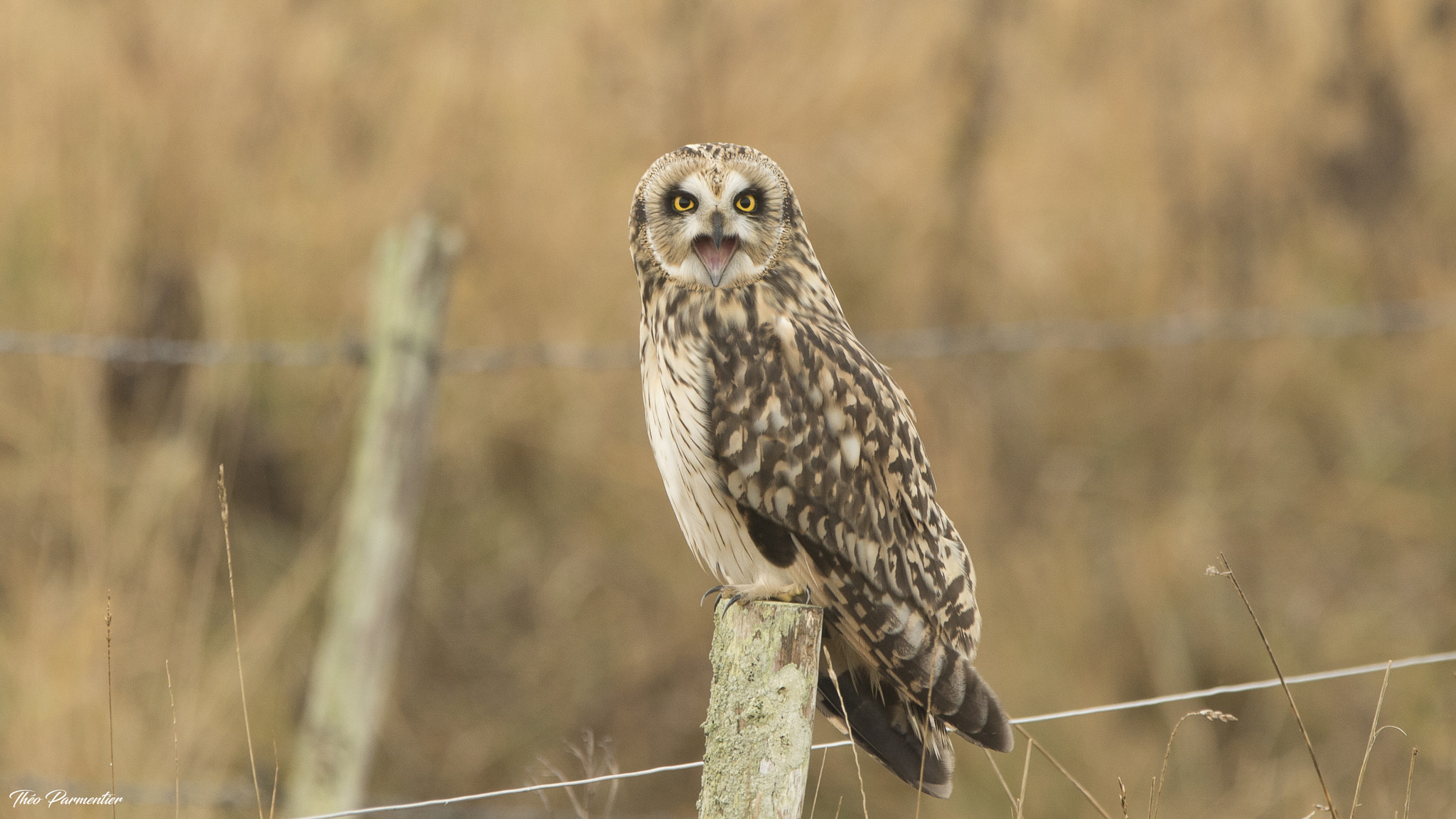 Canon EOS 7D Mark II sample photo. Hibou des marais photography