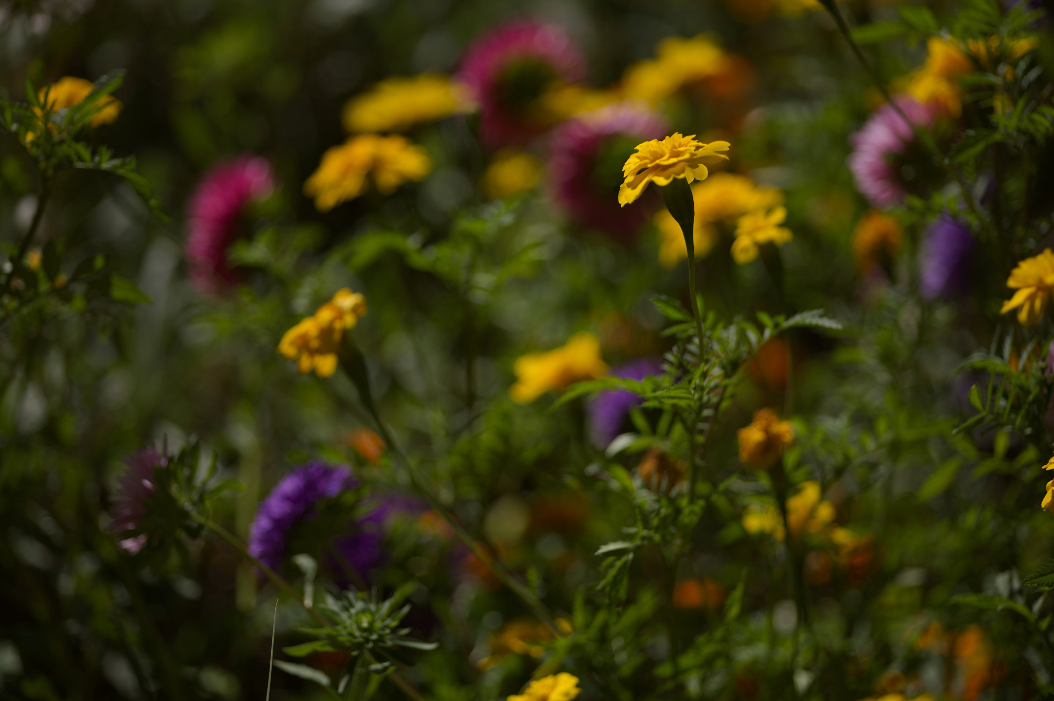 Canon EOS 5D + Sigma 105mm F2.8 EX DG Macro sample photo. Img_2667.jpg photography