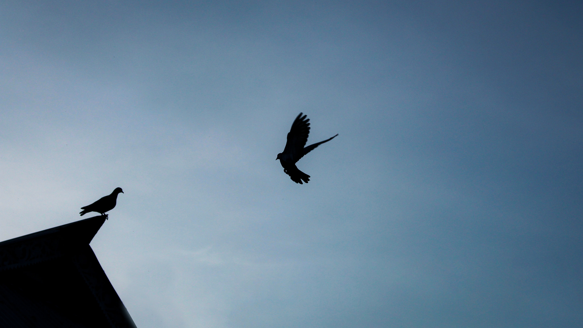 Canon EOS 700D (EOS Rebel T5i / EOS Kiss X7i) sample photo. Pigeons love photography