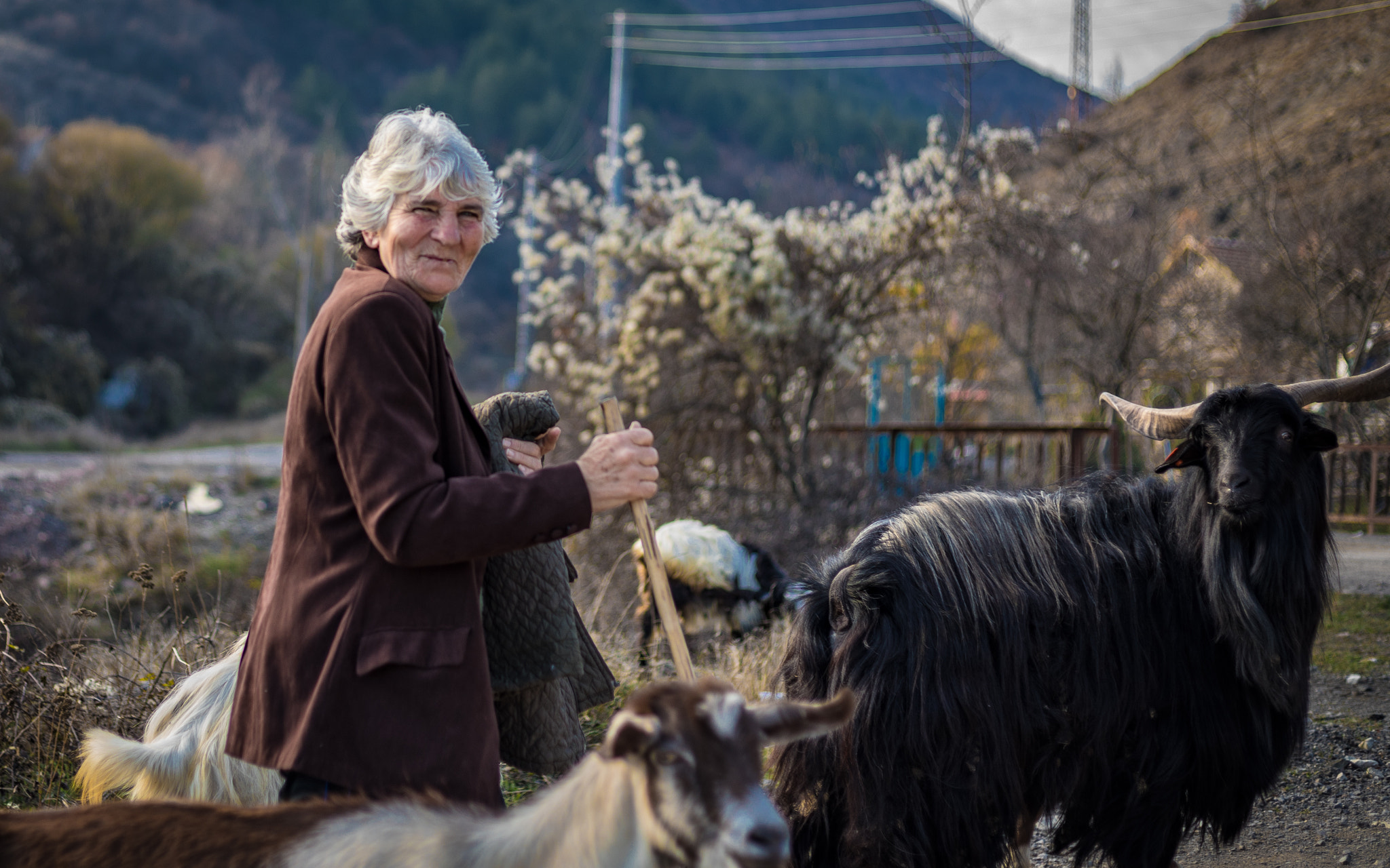 Canon EF 50mm F1.8 STM sample photo. Her goats photography