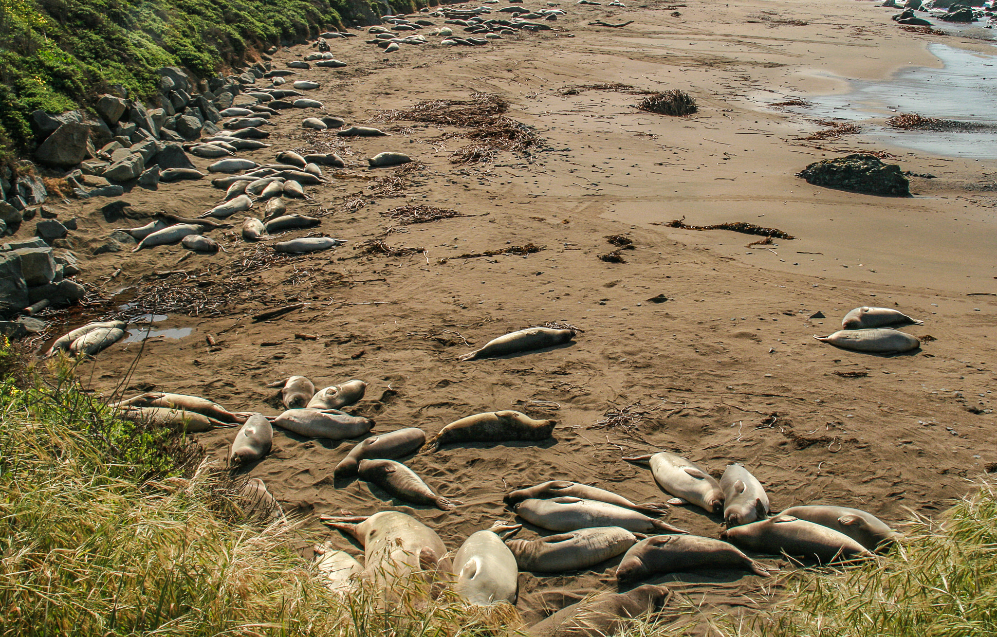 Canon EOS 400D (EOS Digital Rebel XTi / EOS Kiss Digital X) sample photo. Elephant seals sunbathing photography