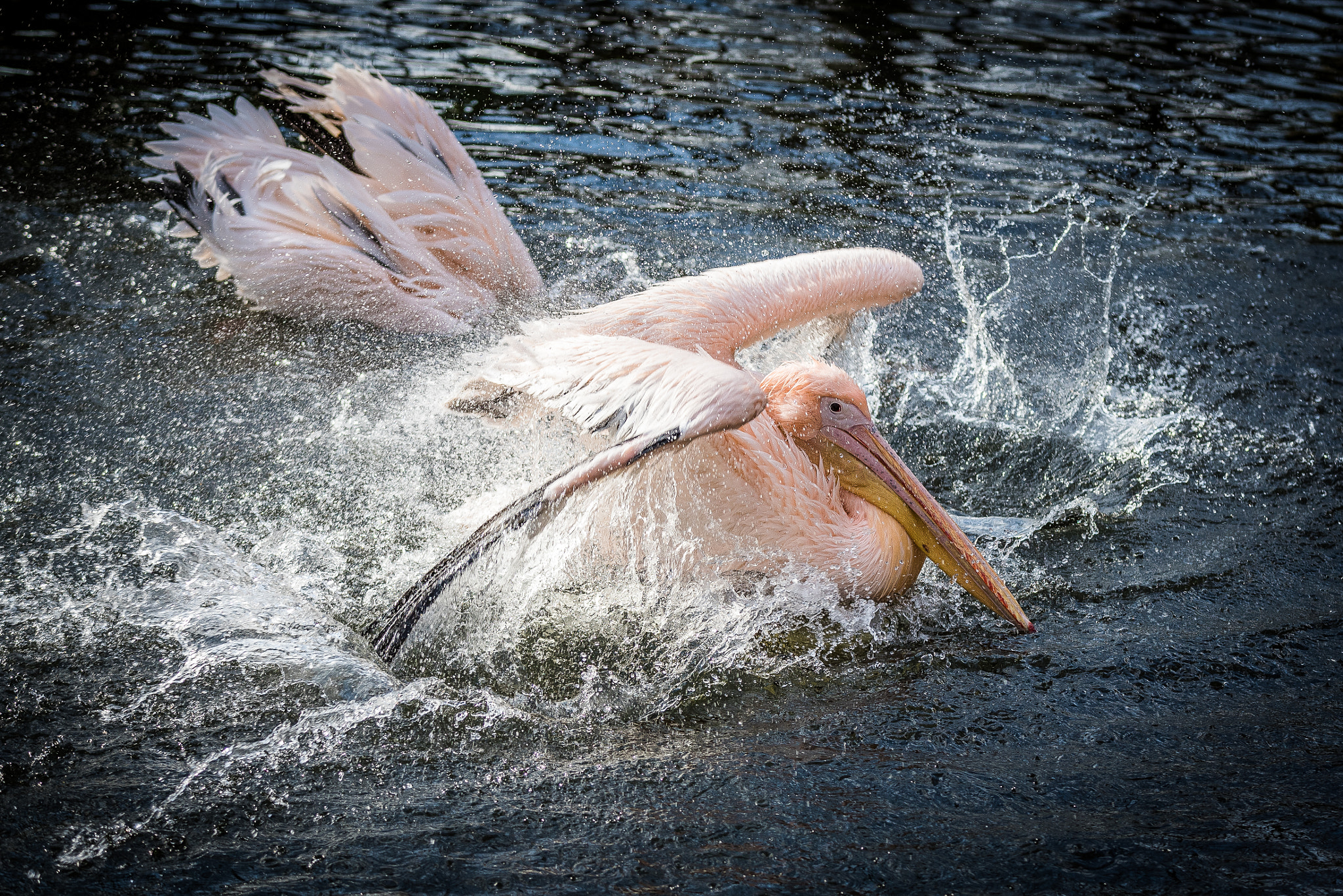 Sigma 70-200mm F2.8 EX DG OS HSM sample photo. Eastern white pelican photography