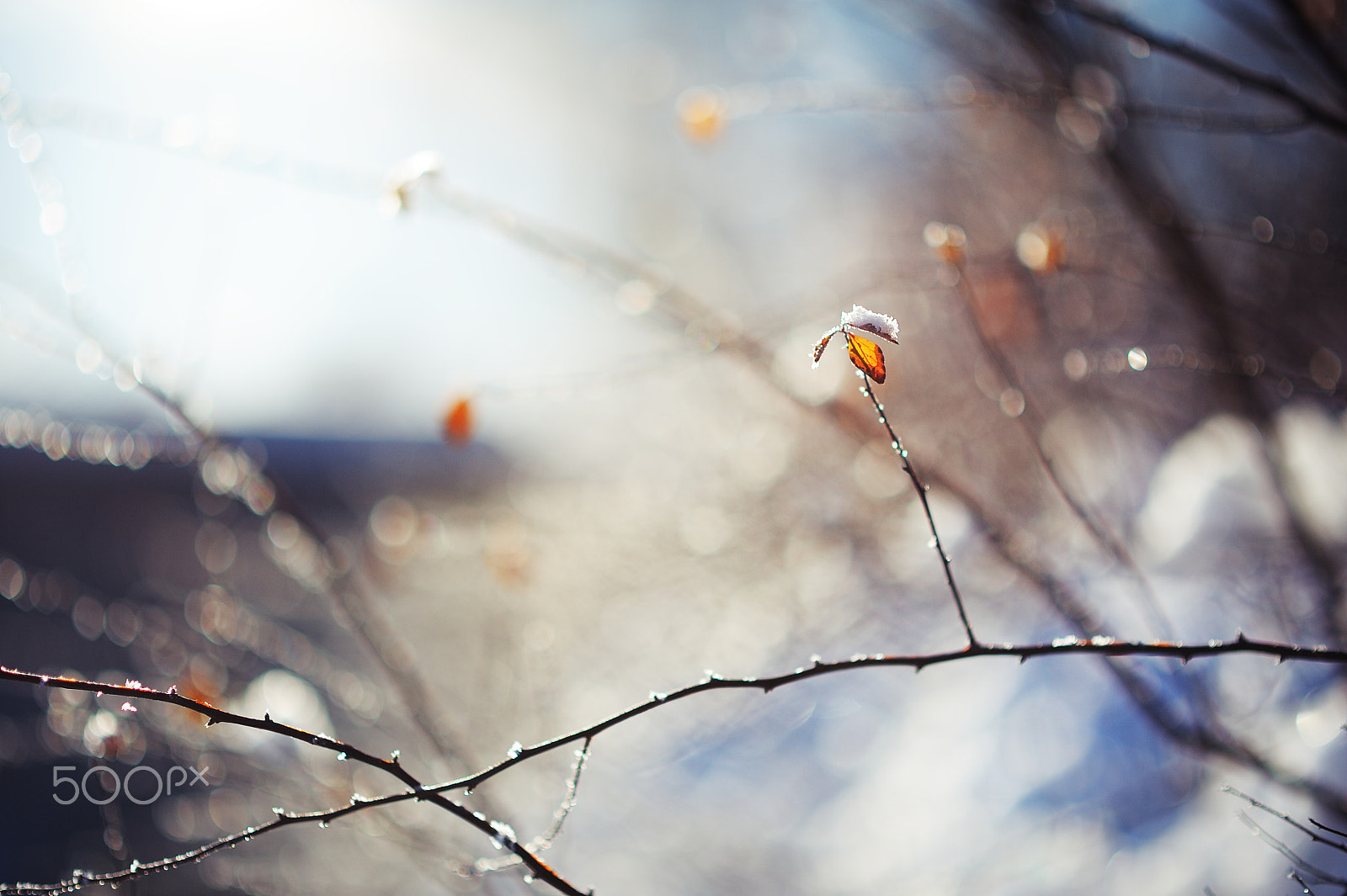 Nikon D700 + Nikon AF-S Nikkor 85mm F1.8G sample photo. Little leaf photography