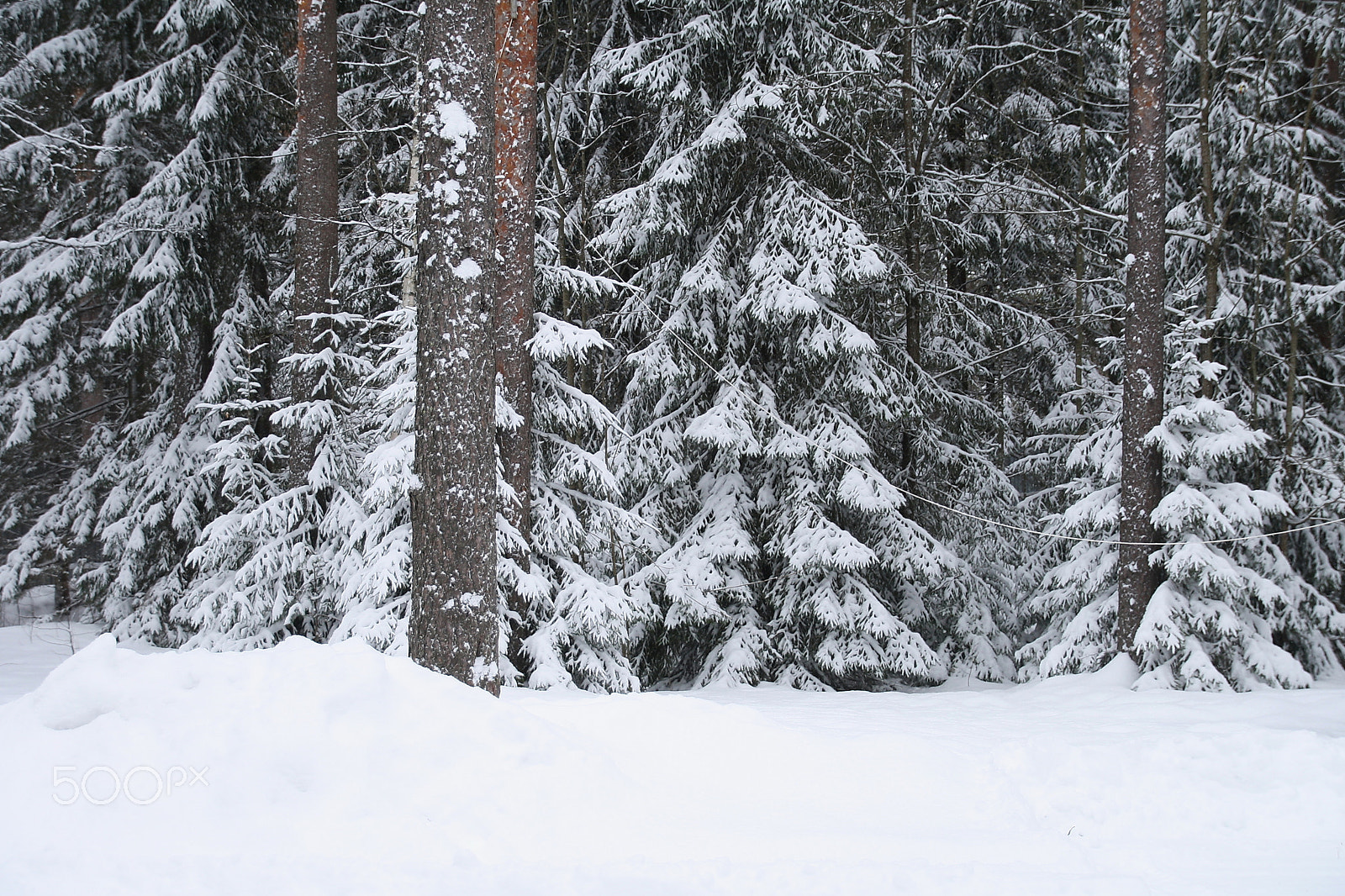 Canon EOS 1000D (EOS Digital Rebel XS / EOS Kiss F) sample photo. Snow forest photography