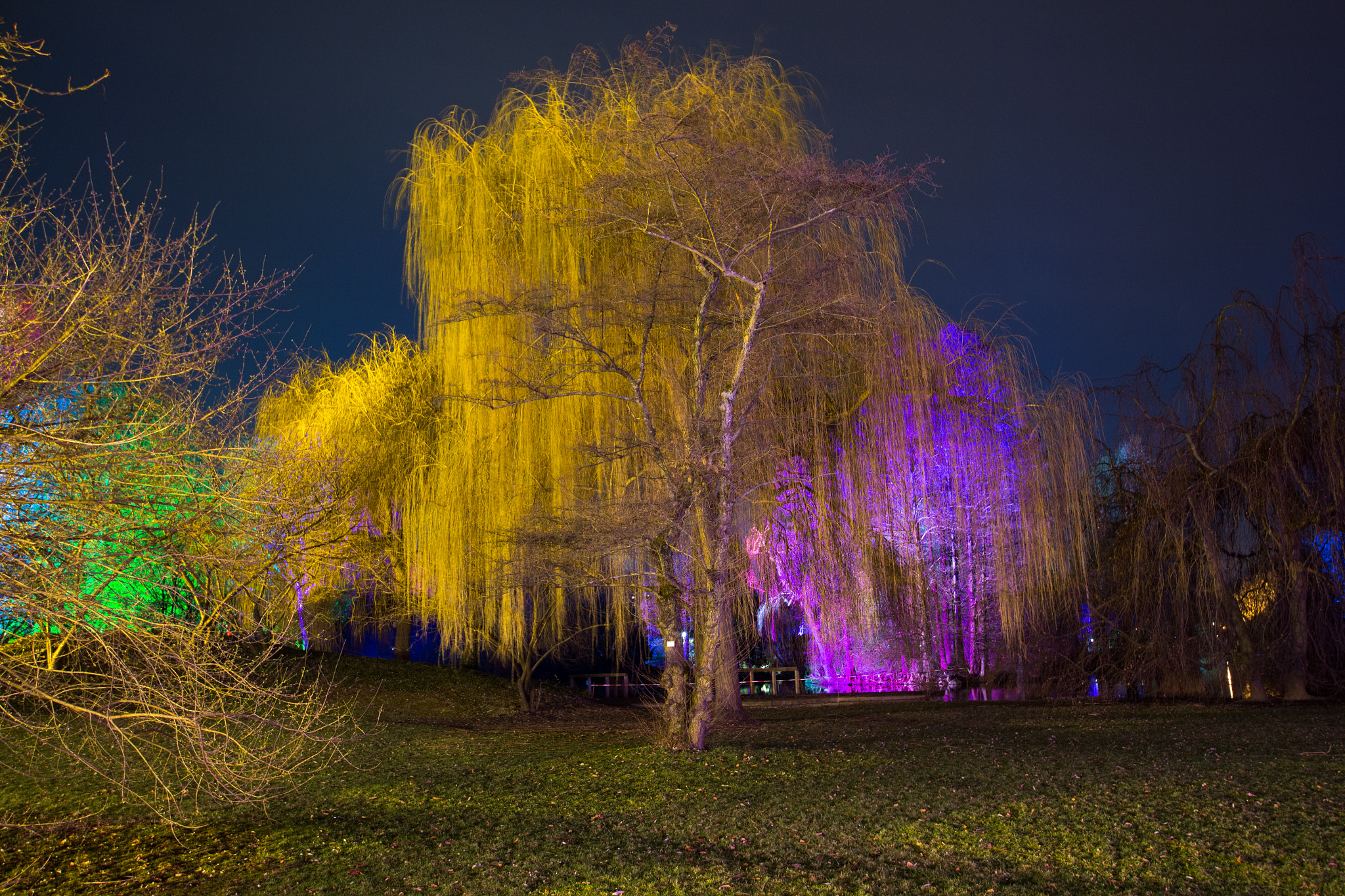 Sigma 10-20mm F3.5 EX DC HSM sample photo. The trees are on color! photography