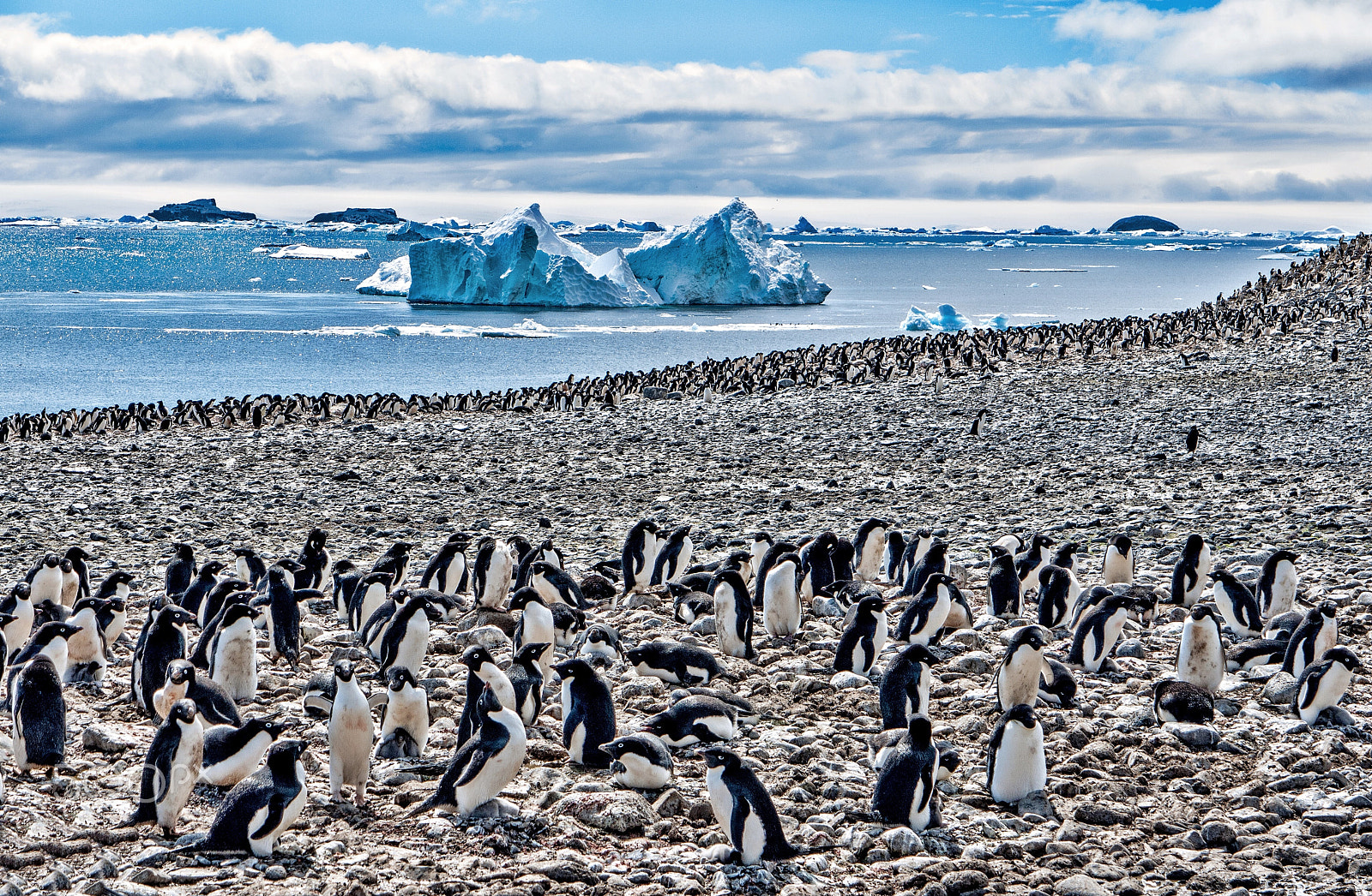 Panasonic Lumix DMC-GF1 sample photo. The penguin congress #3 photography