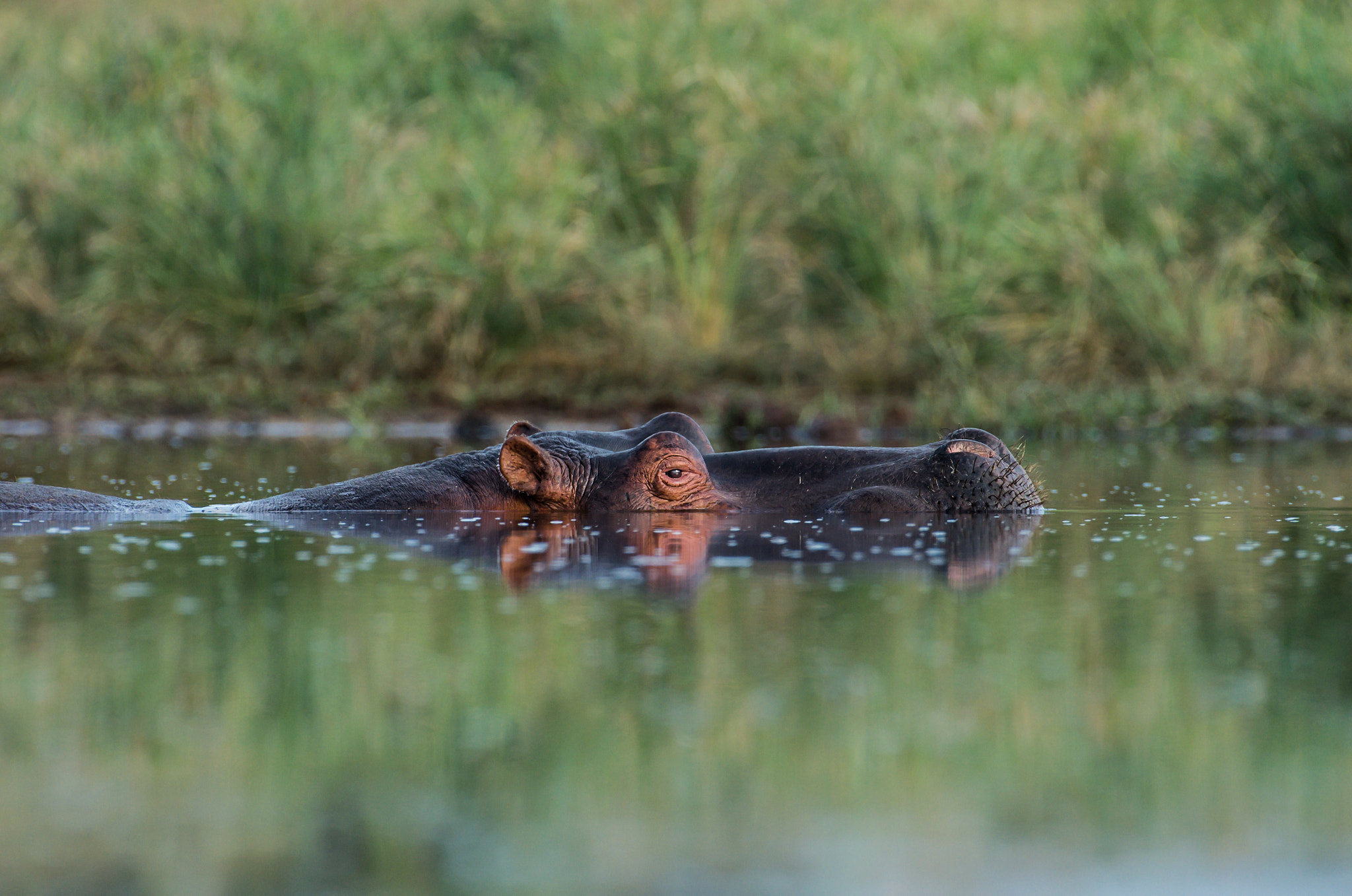 Pentax K-5 II sample photo. Hippo at eye level photography
