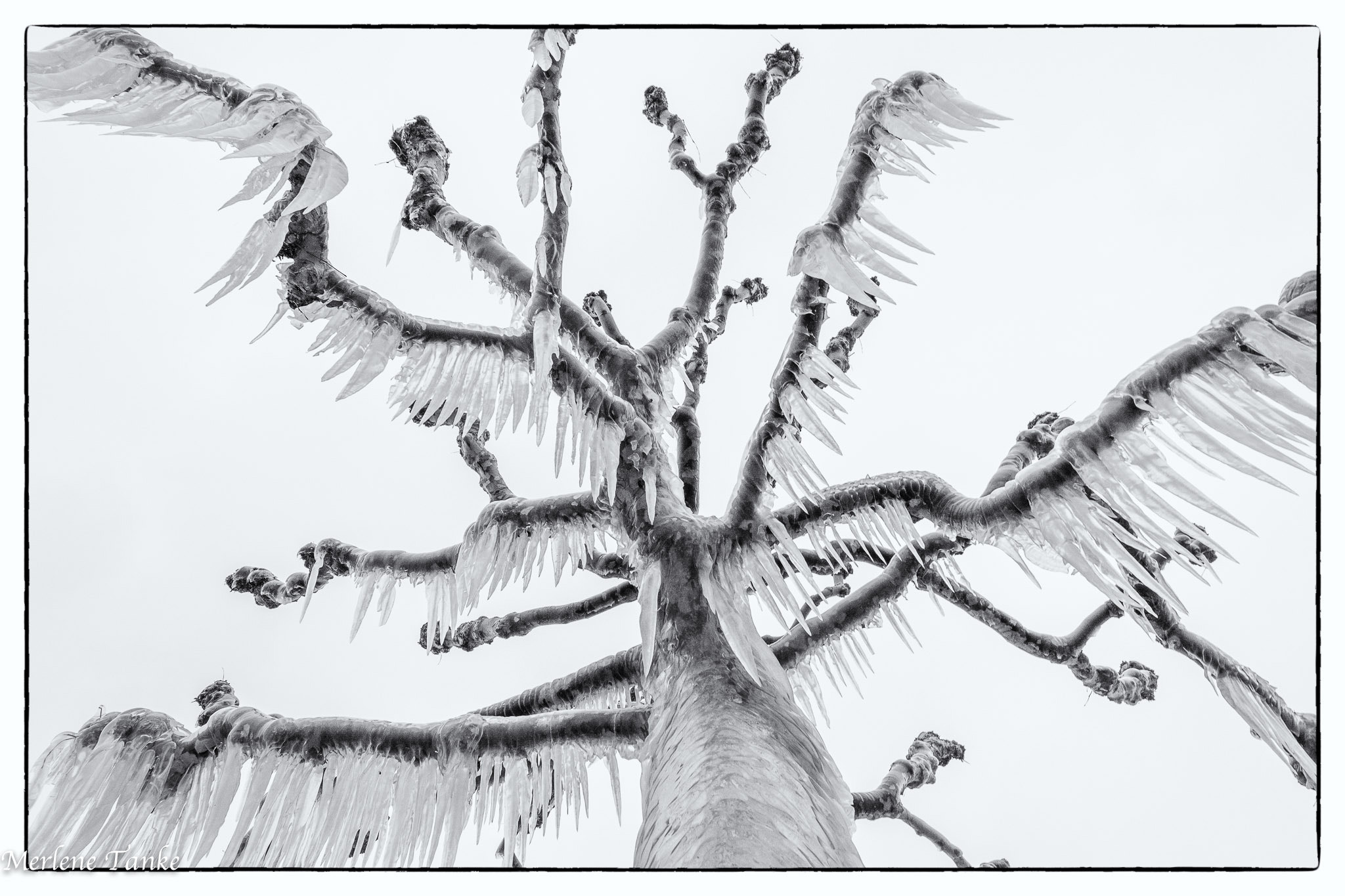 Nikon AF-S Nikkor 14-24mm F2.8G ED sample photo. Icicle tree photography
