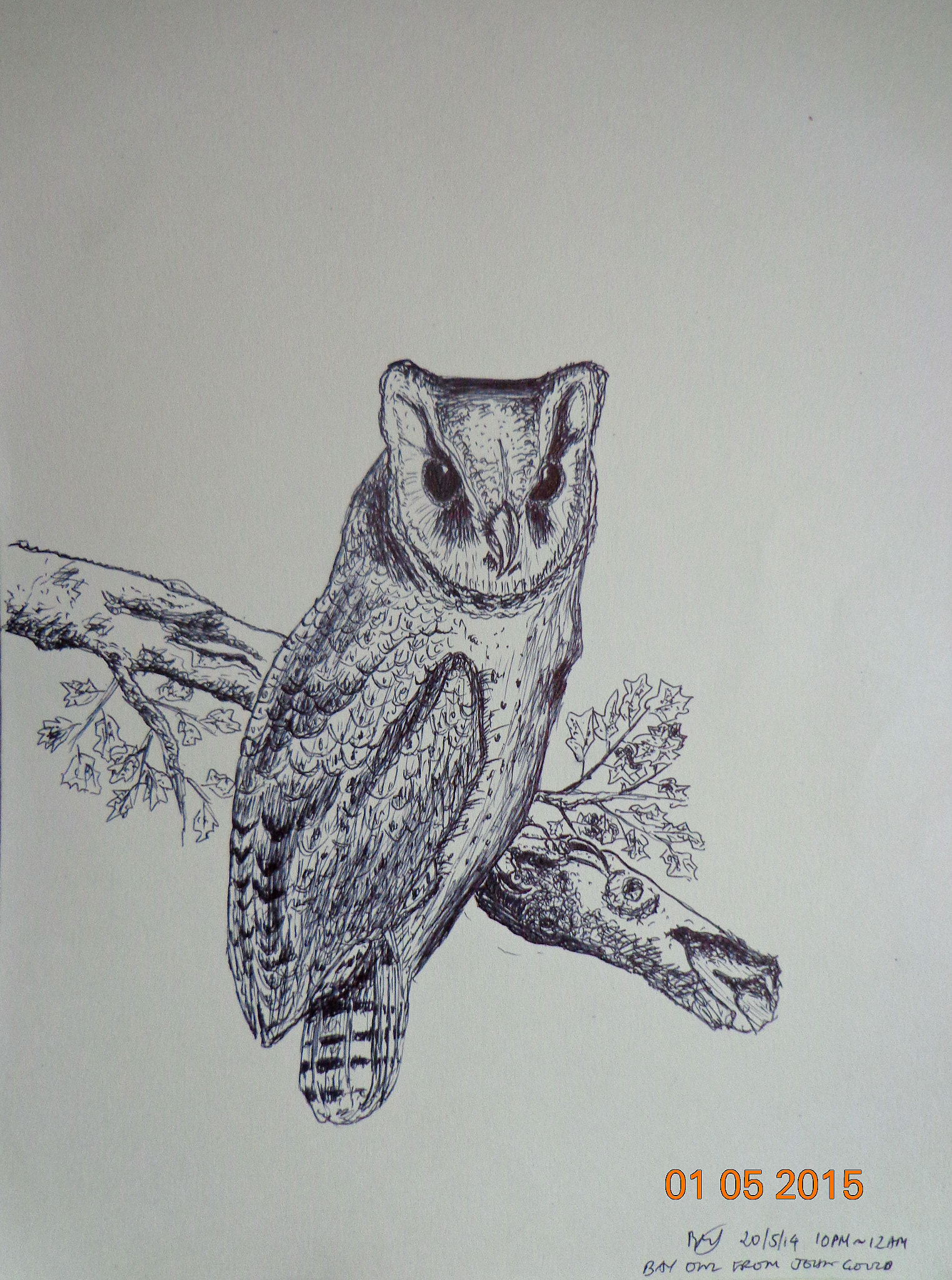 Sony DSC-W630 sample photo. Oriental bay owl photography