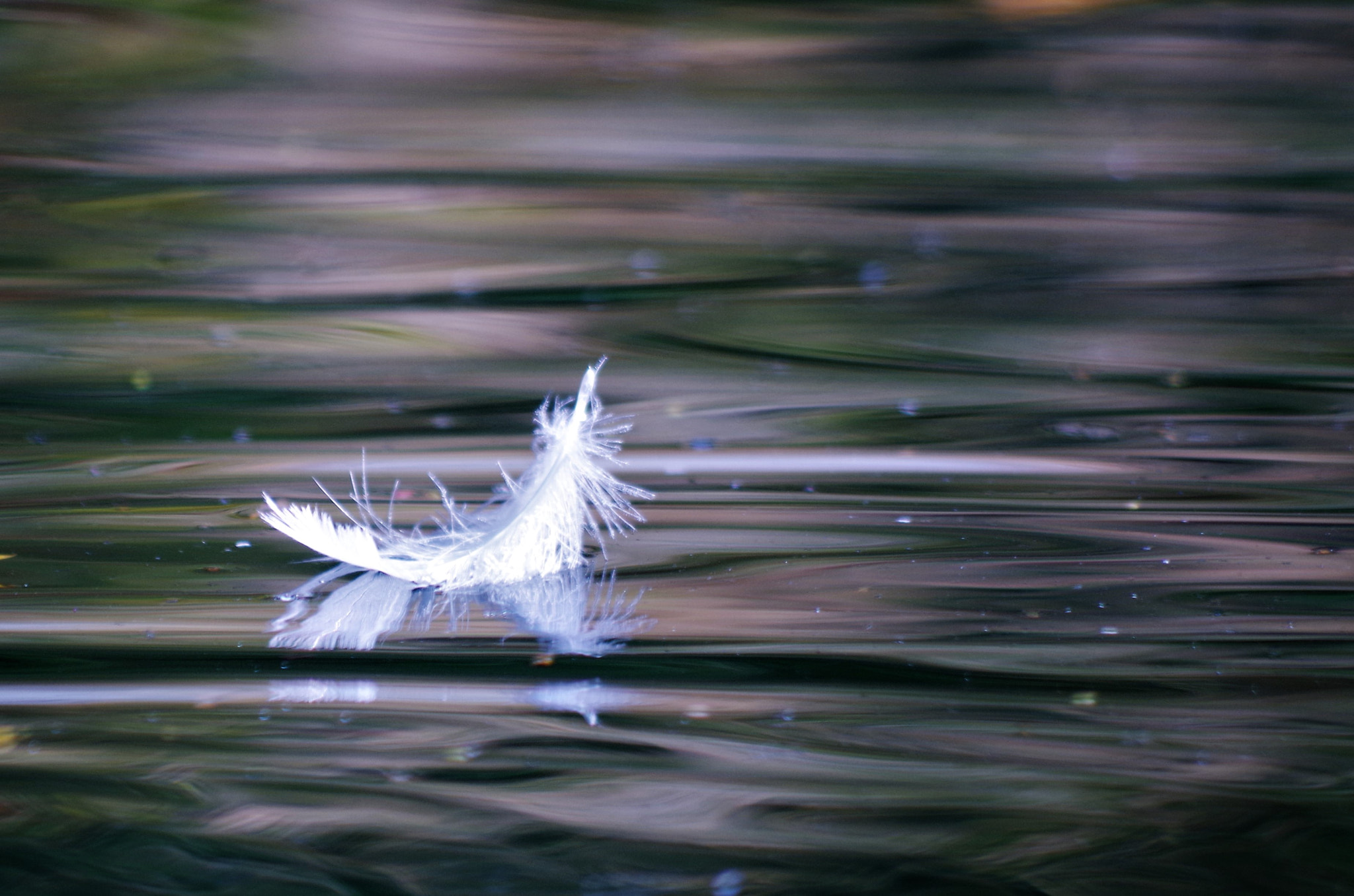 Pentax K-50 + HD Pentax DA 55-300mm F4.0-5.8 ED WR sample photo. Float alone photography