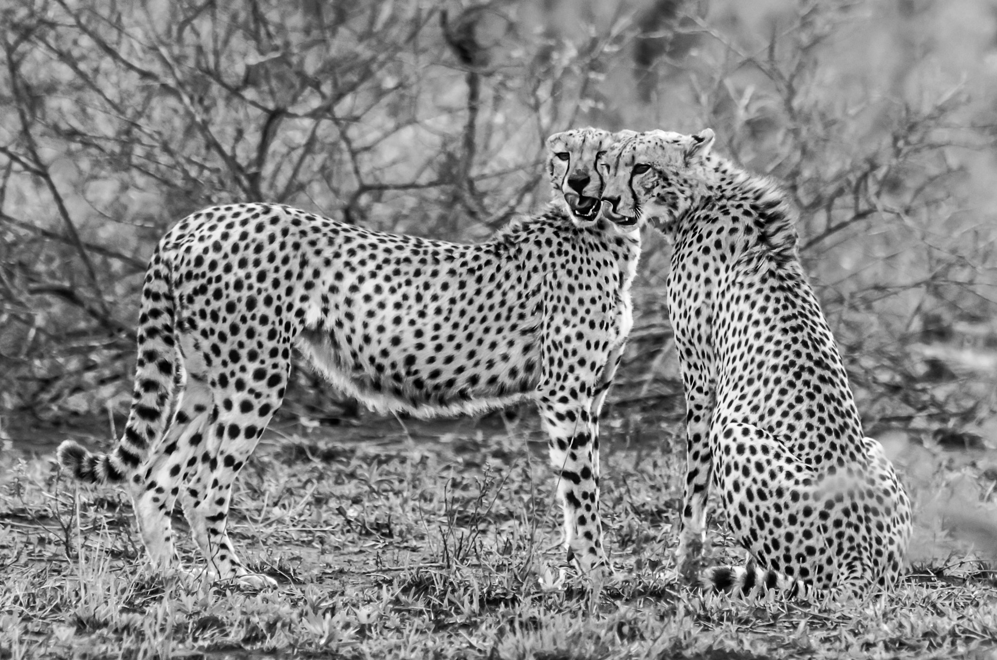Pentax K-5 II sample photo. Cheetah couple photography