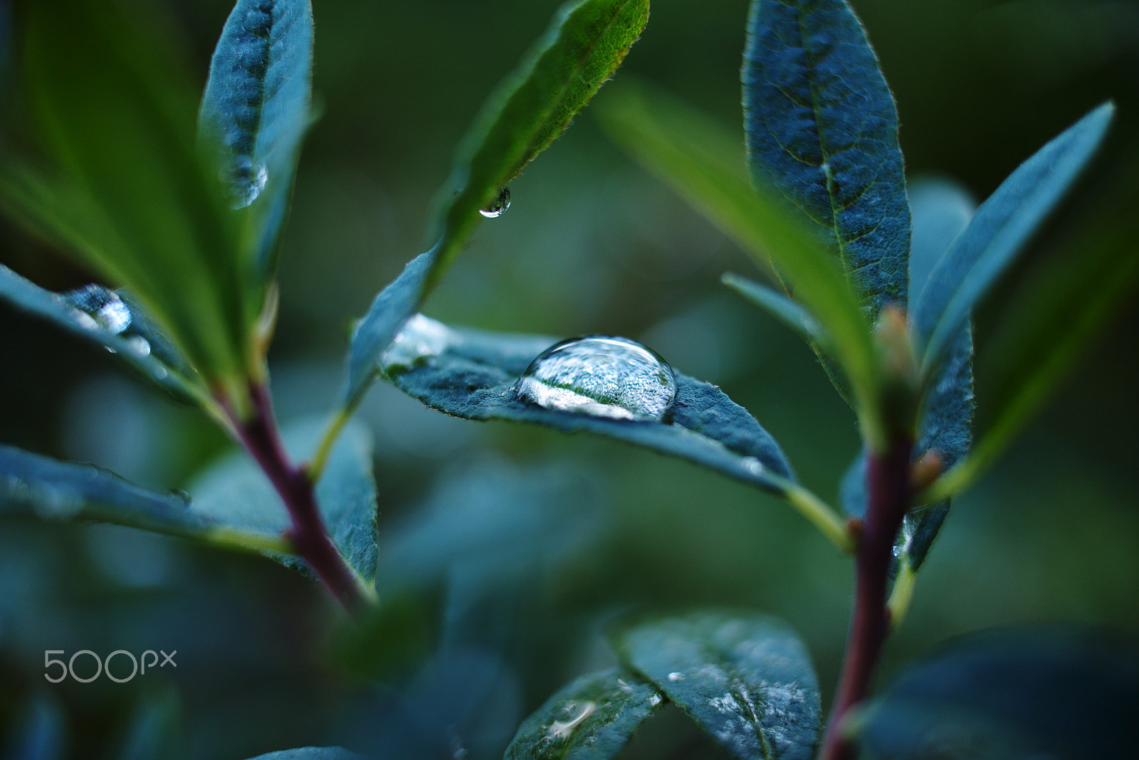Nikon D610 + Nikon AF-S DX Nikkor 35mm F1.8G sample photo. Raindrop photography