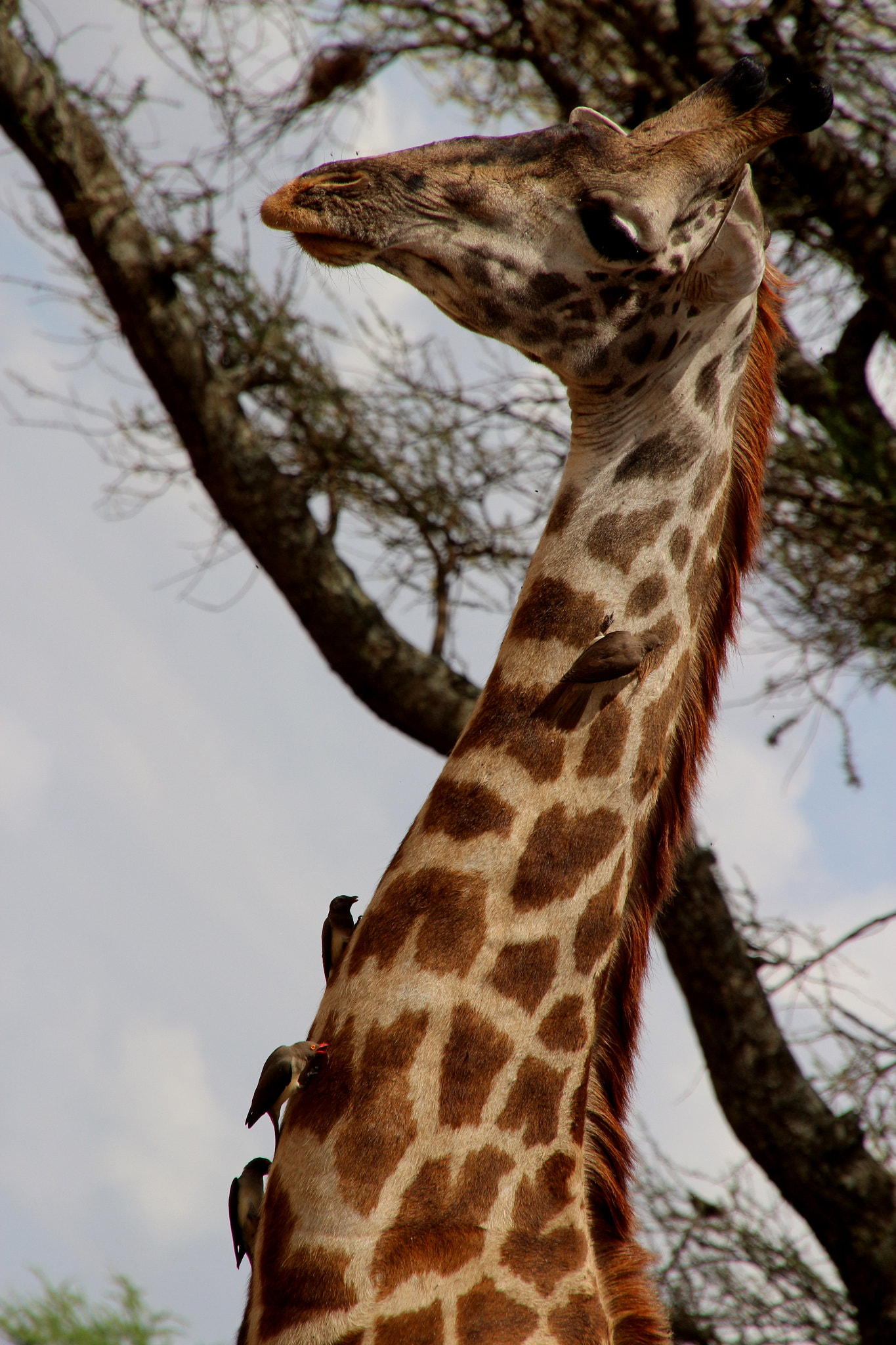 Canon EOS 650D (EOS Rebel T4i / EOS Kiss X6i) sample photo. Oxpeckers in the restaurant photography