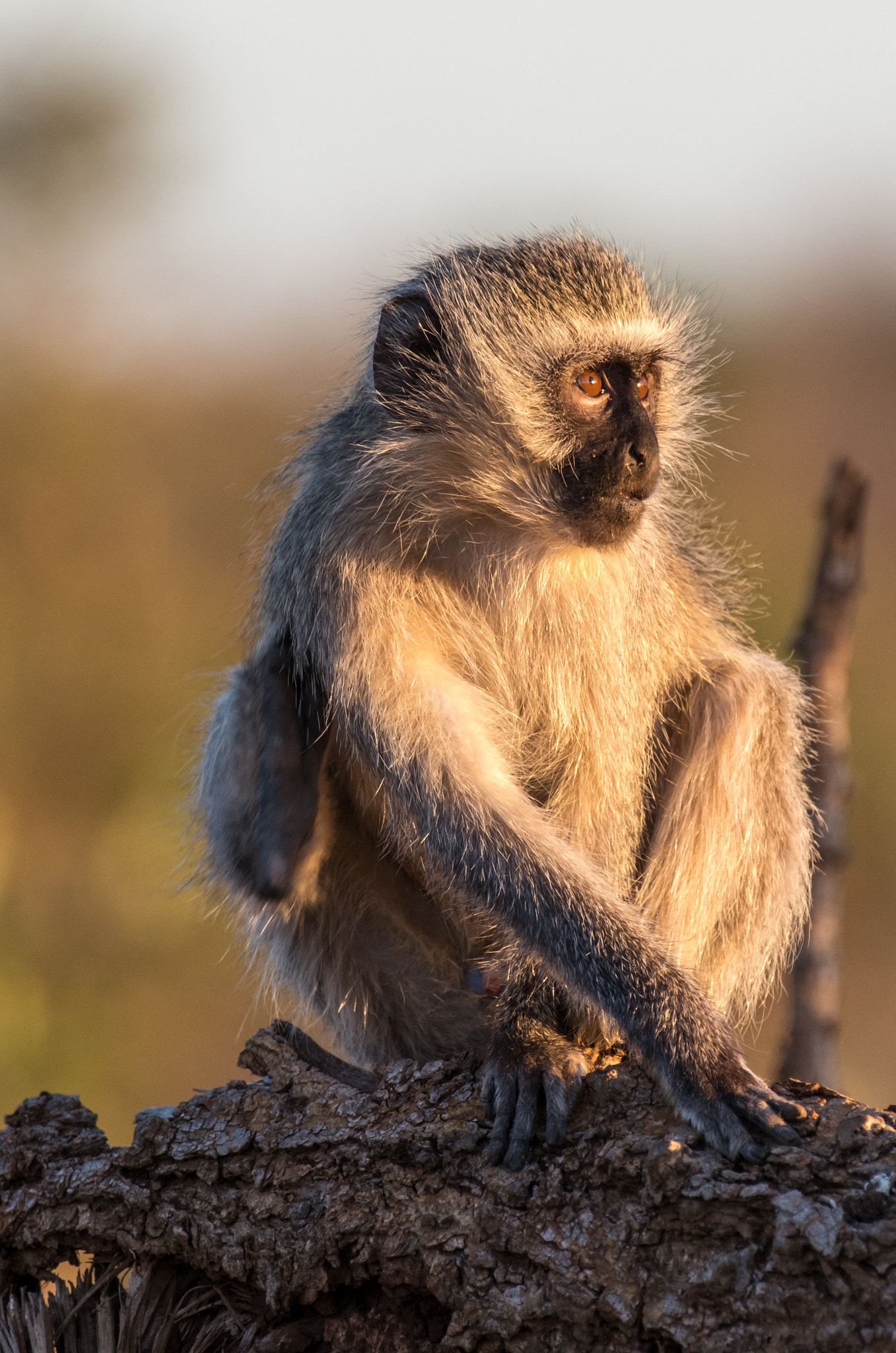 Pentax K-5 II sample photo. Surprised vervet monkey portrait photography