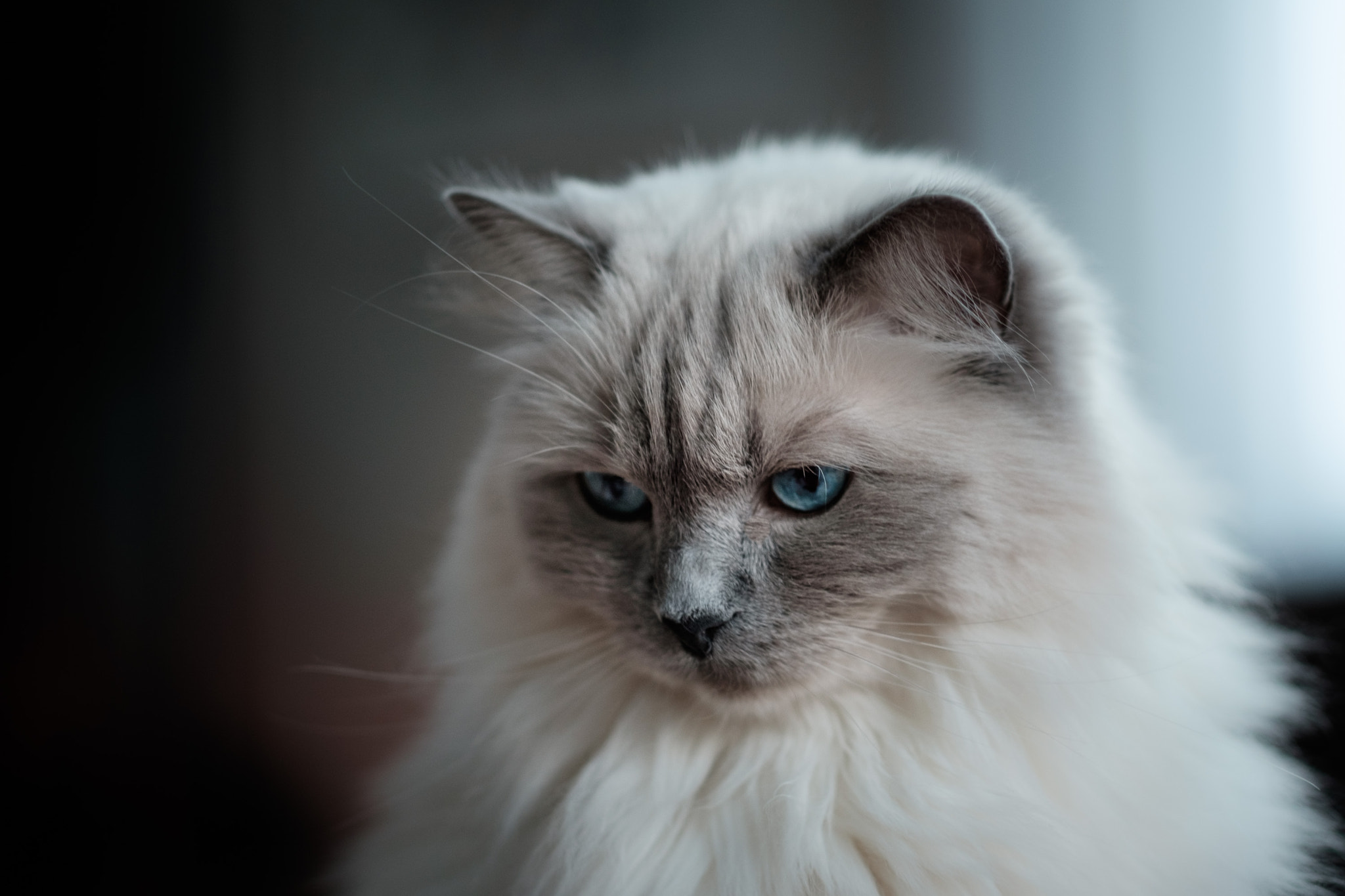 Fujifilm X-T10 + Fujifilm XF 56mm F1.2 R sample photo. Molly, ragdoll cat photography