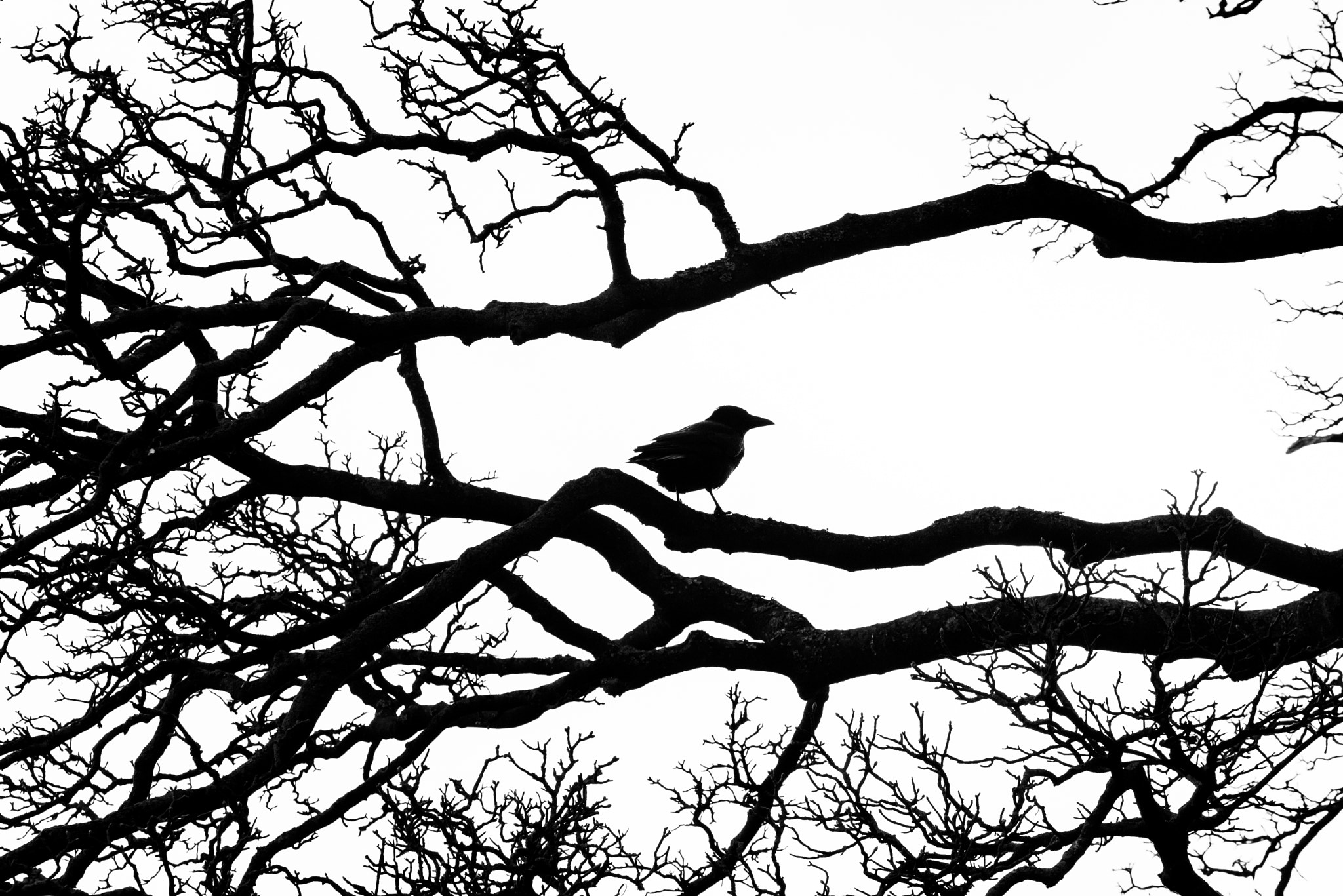 Sigma 70-200mm F2.8 EX DG OS HSM sample photo. Crow silhouette photography
