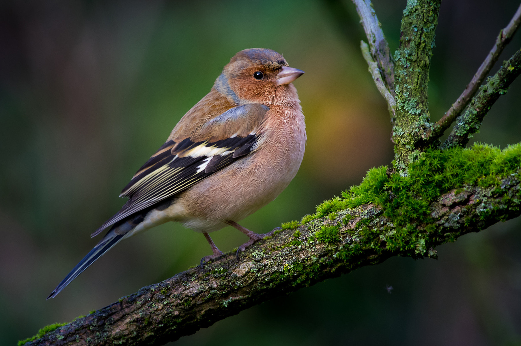 Pentax smc DA* 300mm F4.0 ED (IF) SDM sample photo. In the heart of the forest photography