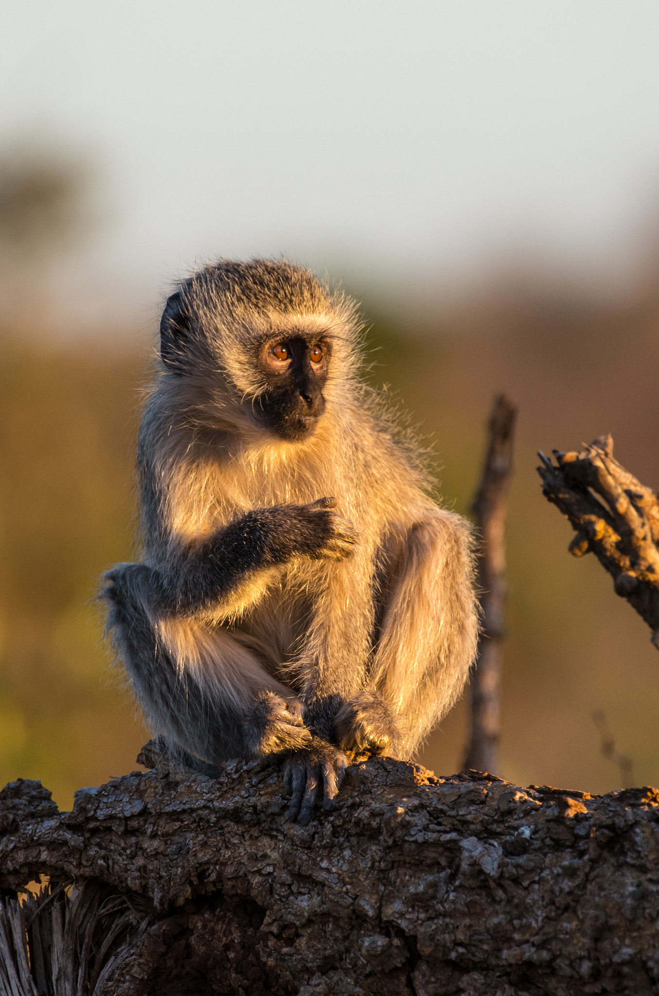 Pentax K-5 II sample photo. Anxious vervet monkey portrait photography