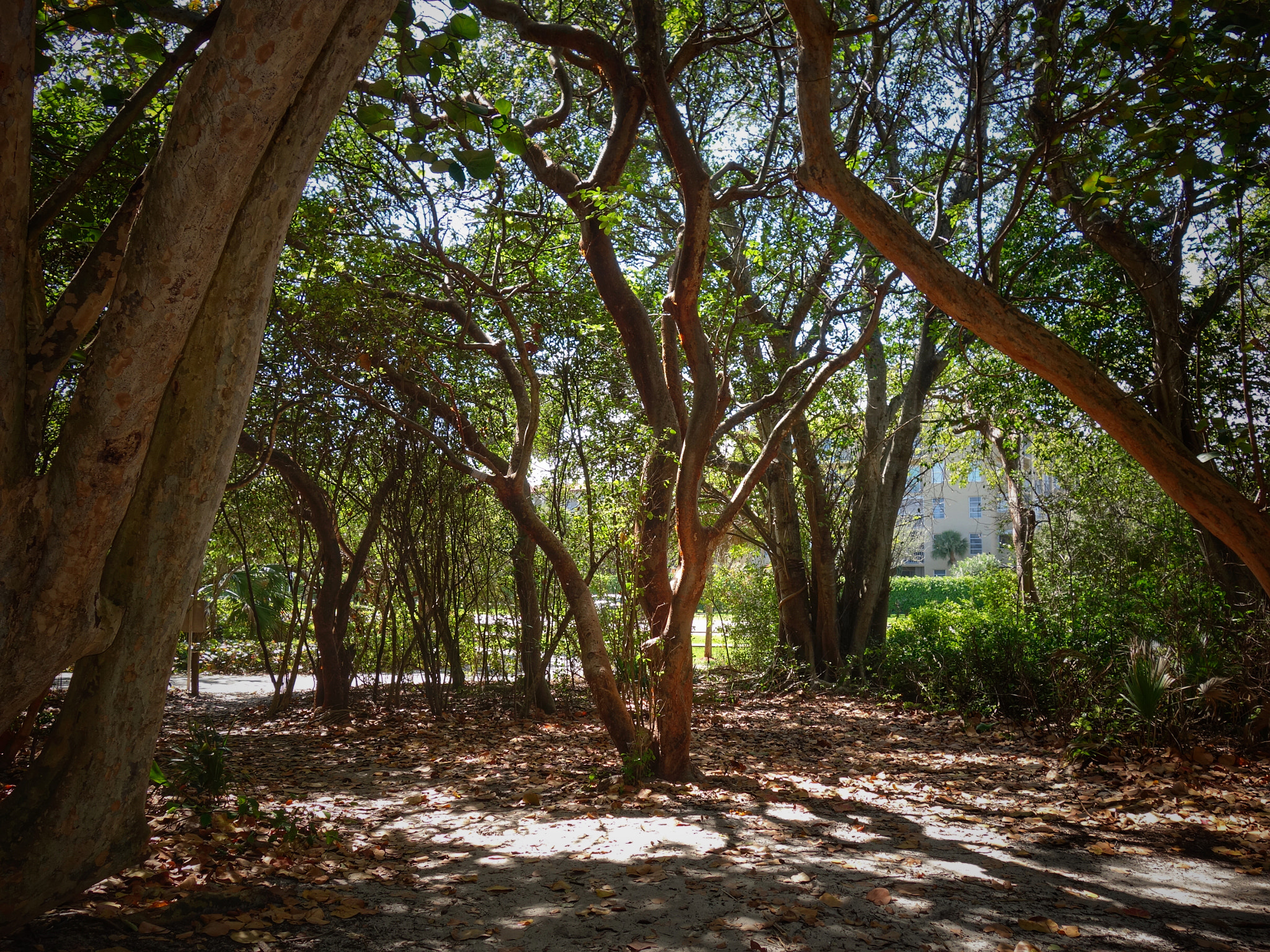 Sony 28-100mm F1.8-4.9 sample photo. Tropical forest photography