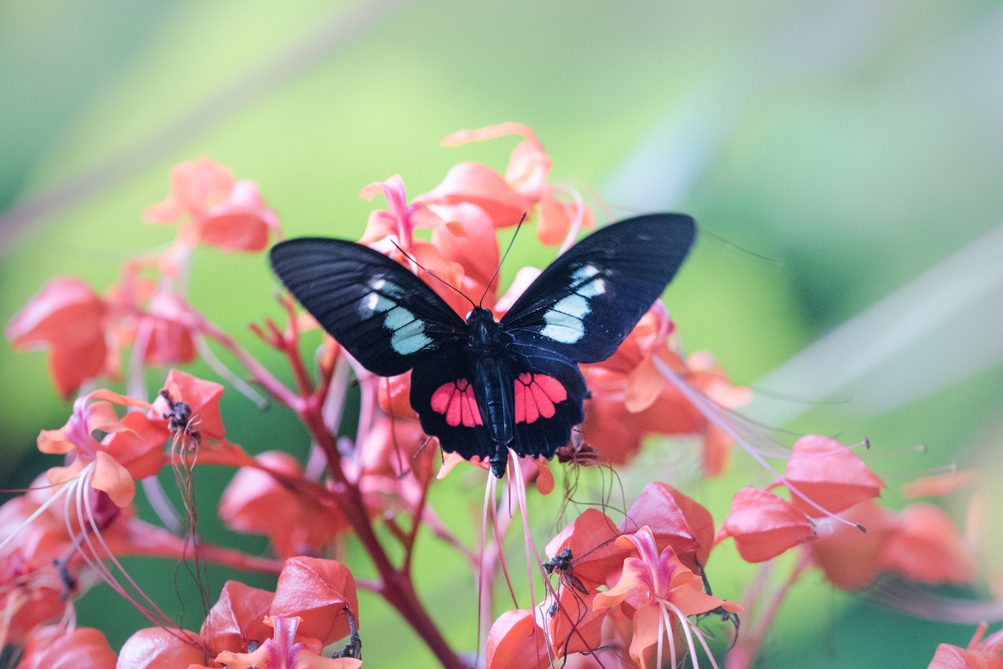 Nikon D750 + Sigma 150mm F2.8 EX DG OS Macro HSM sample photo. Parides erithalion photography