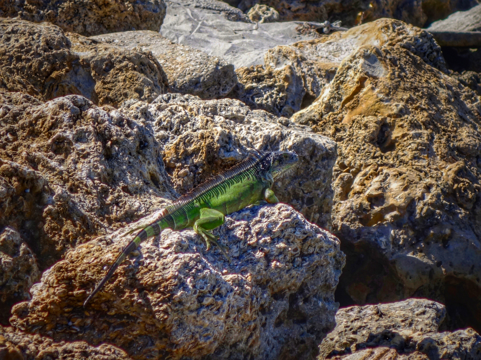 Sony 28-100mm F1.8-4.9 sample photo. Iguana on the rocks photography