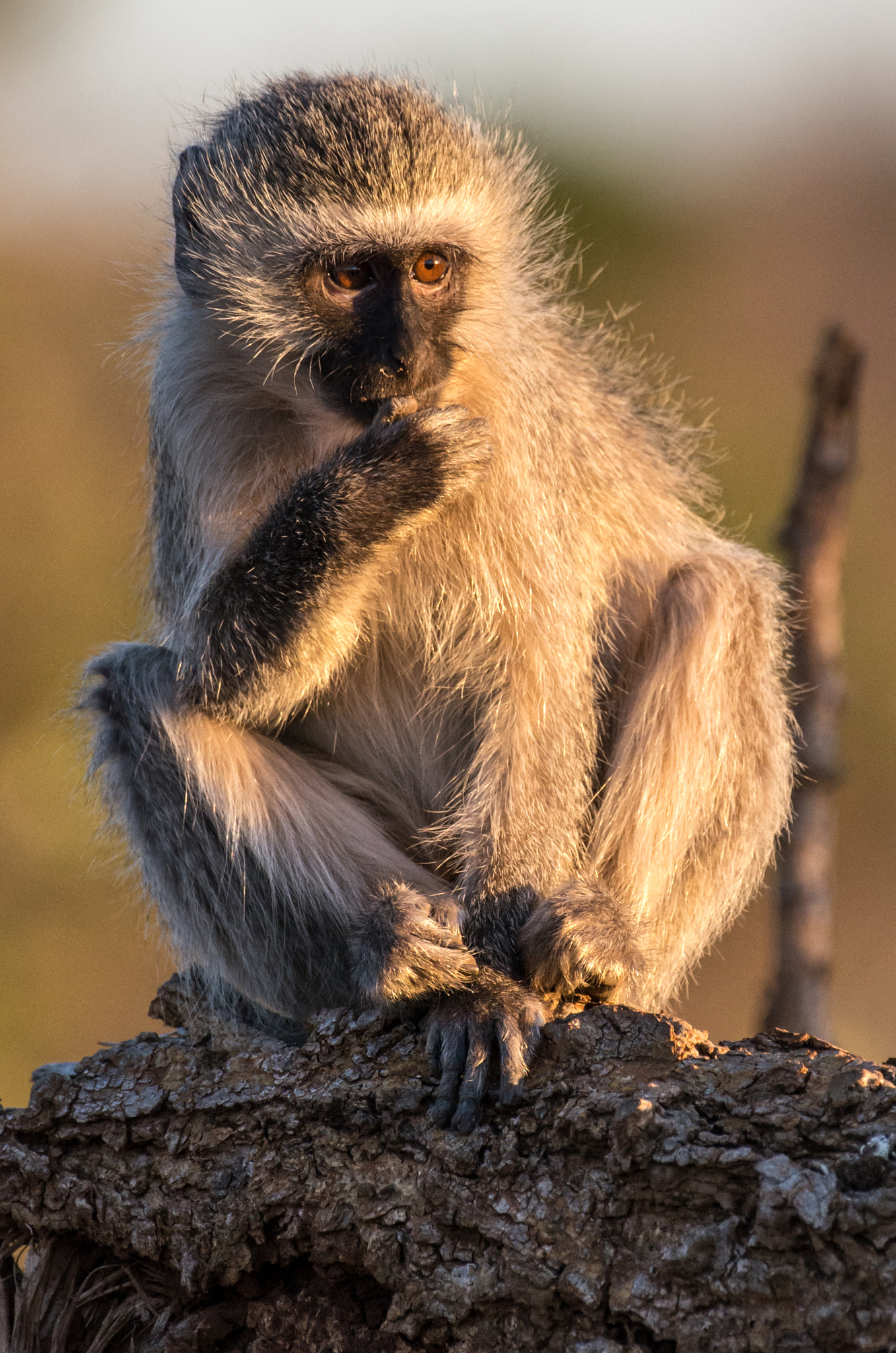 Pentax D FA 150-450mm F4.5-5.6 ED DC AW sample photo. Anxious vervet monkey portrait photography