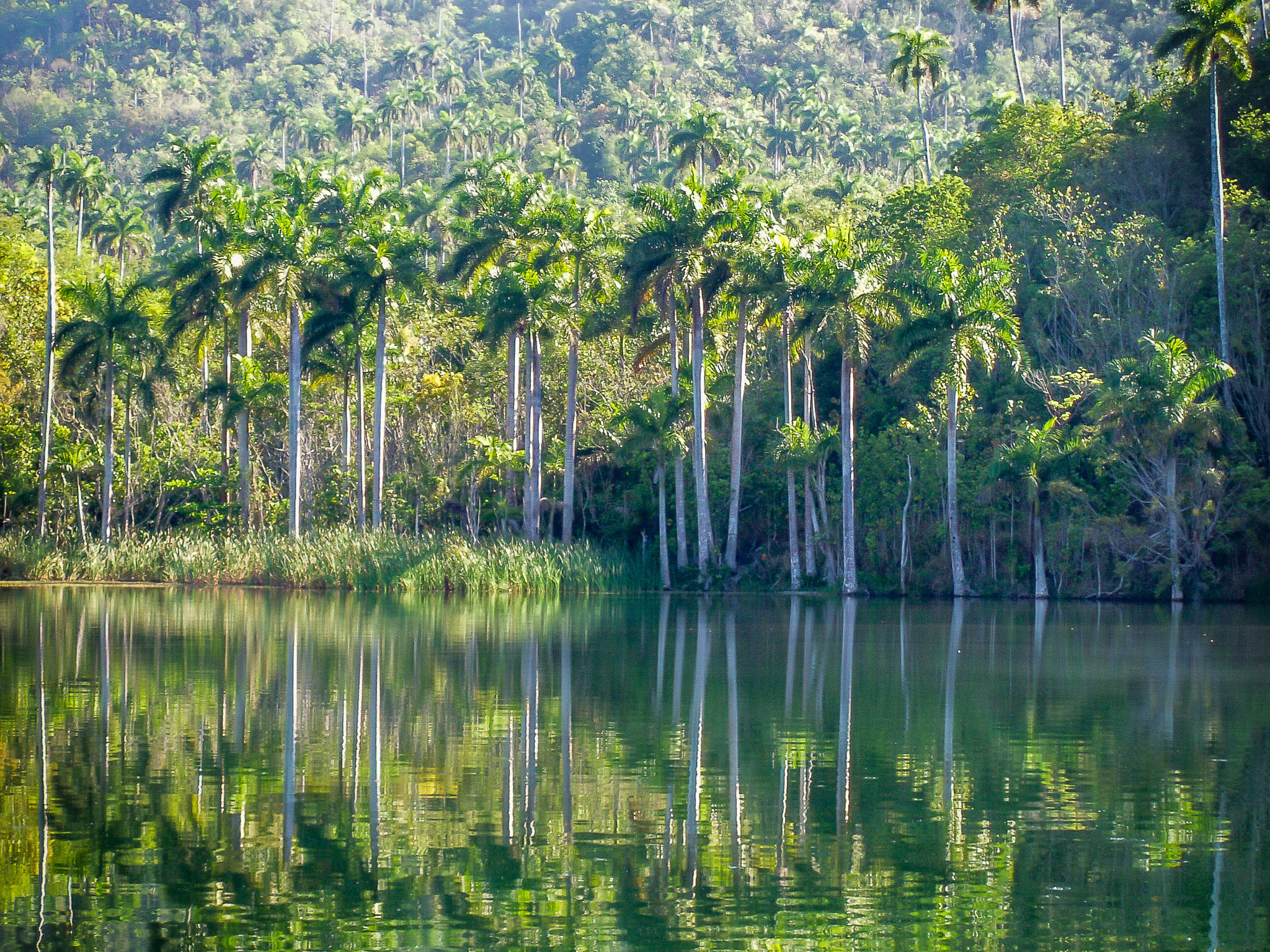 Olympus C-5000Z sample photo. Trees in the water. photography
